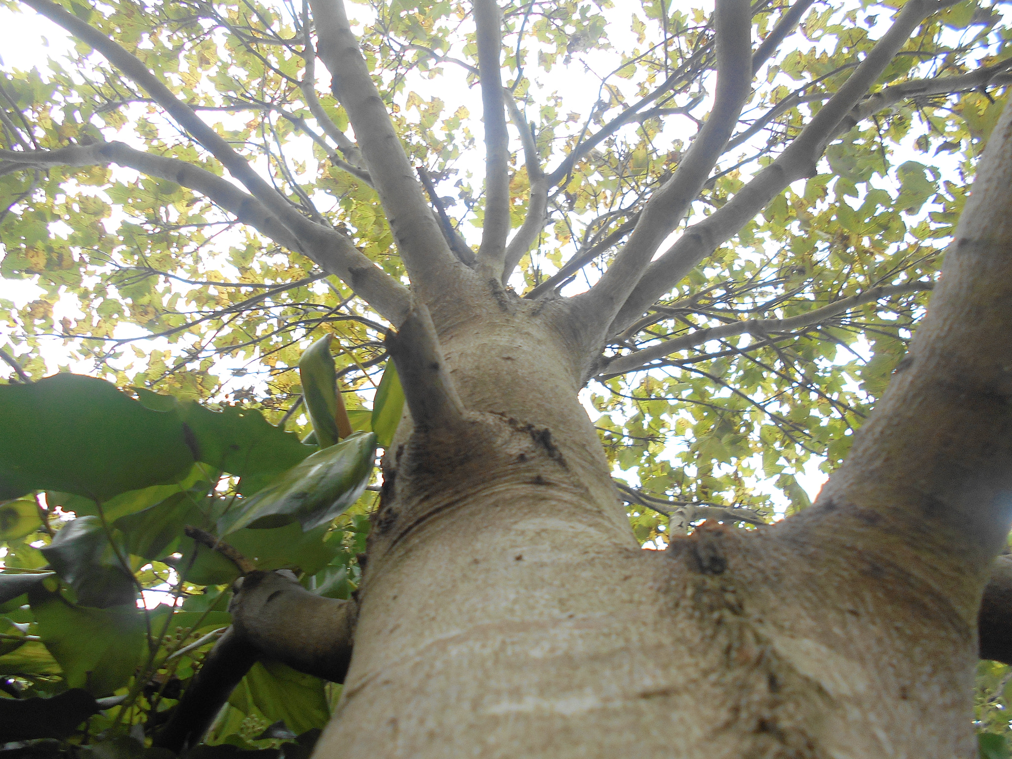 Nikon Coolpix S2900 sample photo. Upwards view of a tree photography