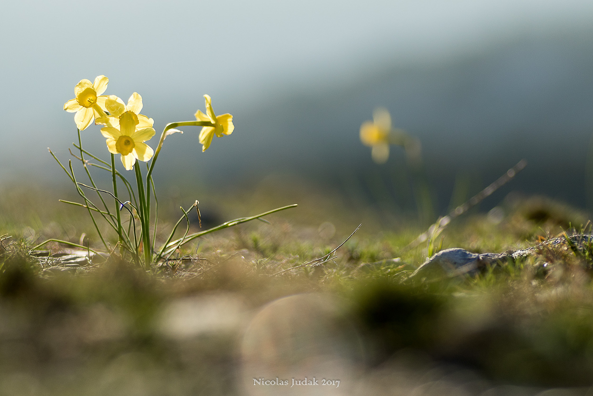 Canon EOS 7D Mark II + Tamron SP AF 90mm F2.8 Di Macro sample photo. Jonquilles photography