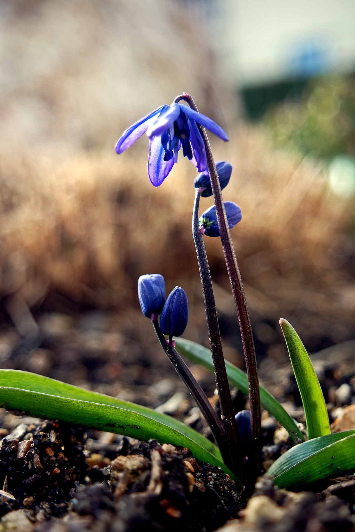 Samsung NX 16-50mm F3.5-5.6 Power Zoom ED OIS sample photo. Blaustern photography