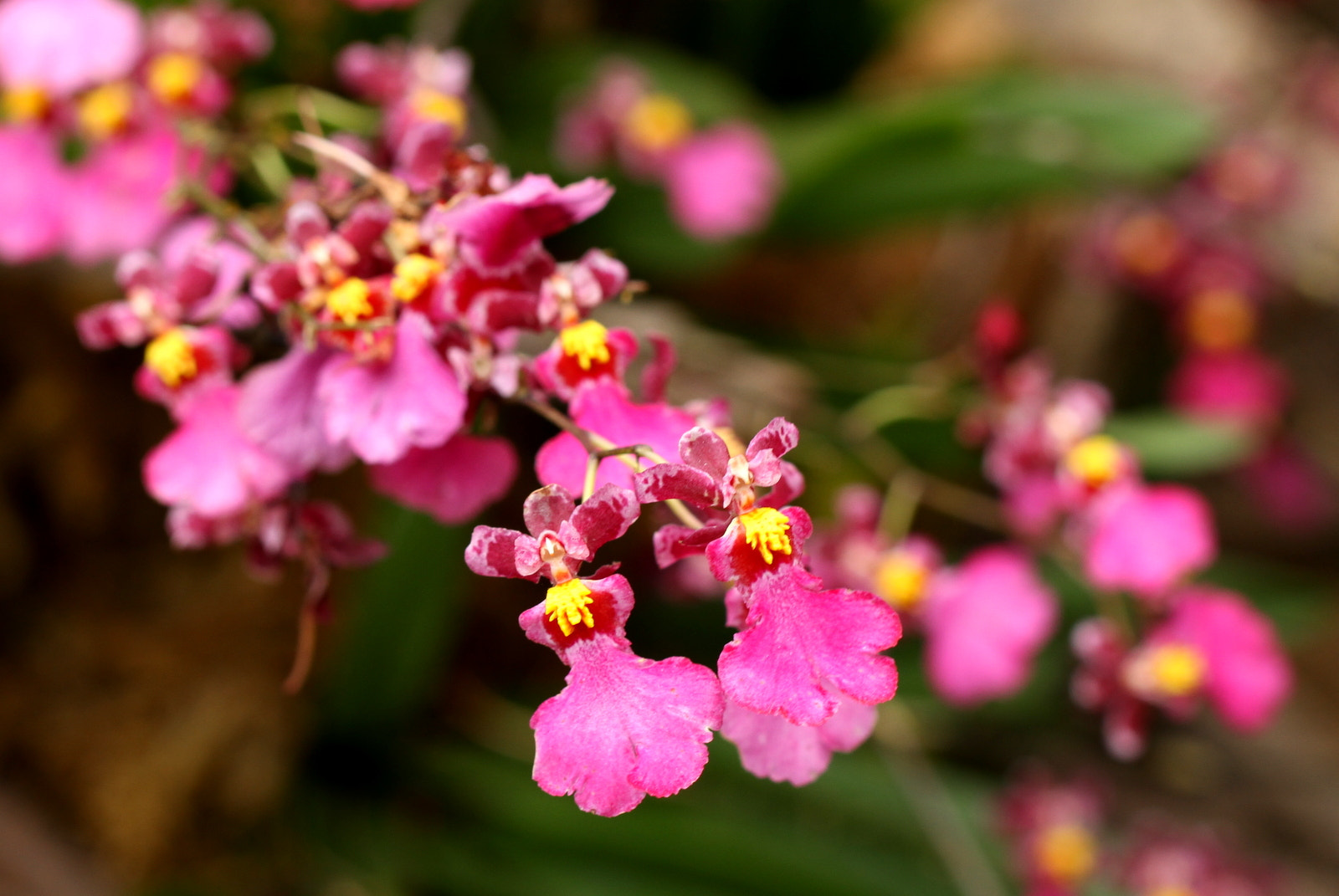 Canon EOS 7D sample photo. Little little pink flowers photography