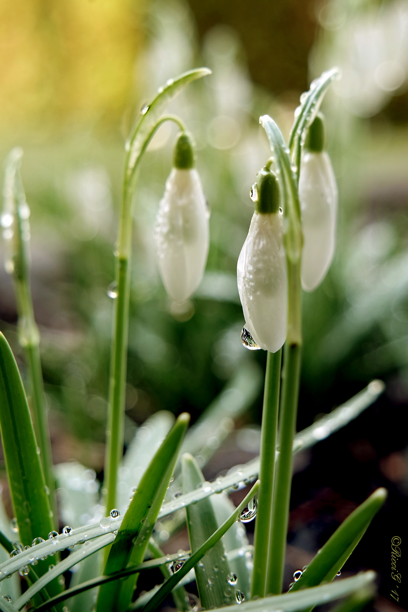 Samsung NX3300 sample photo. Snowdrops/ schneeglöckchen photography