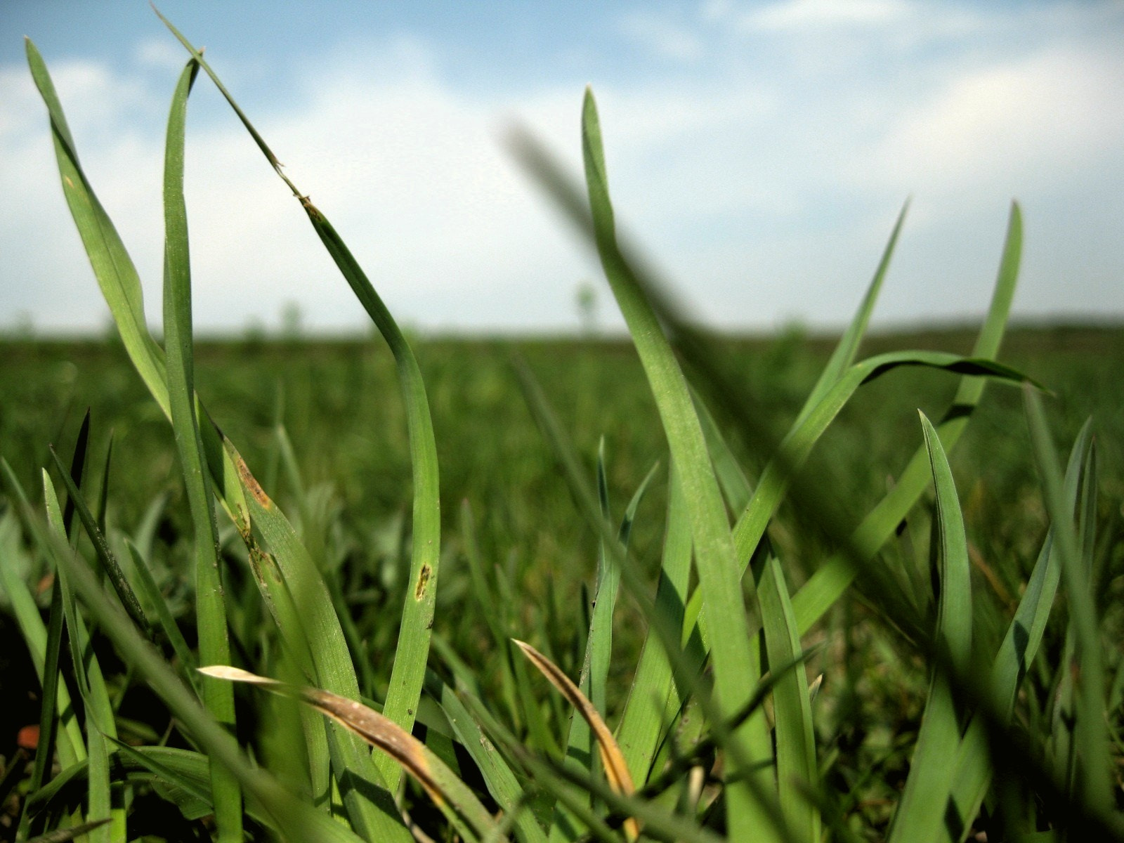 Canon PowerShot A1000 IS sample photo. Grass photography