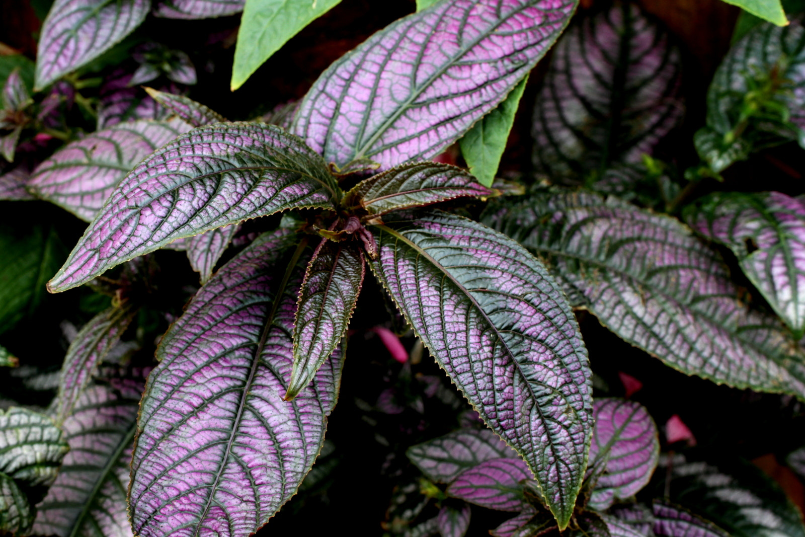 Canon EOS 7D + Tamron SP AF 60mm F2 Di II LD IF Macro sample photo. Leaf vein photography