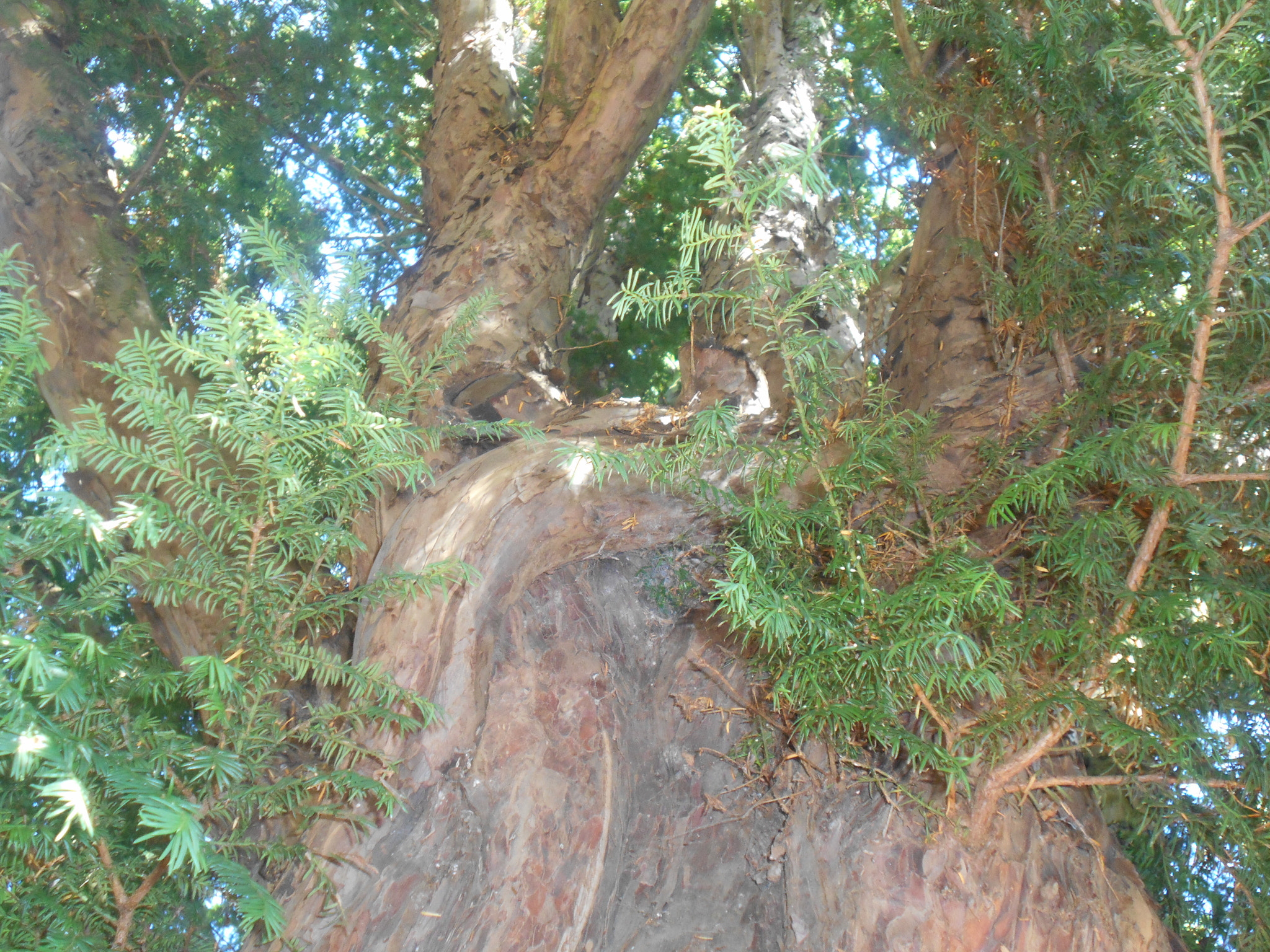 Nikon Coolpix S2900 sample photo. Twisted tree photography