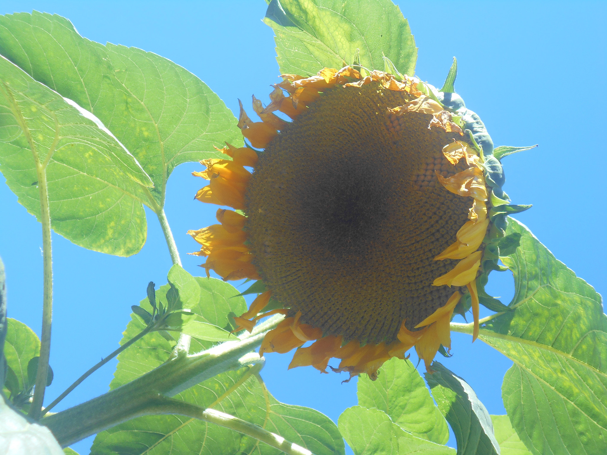 Nikon Coolpix S2900 sample photo. Sunflower photography