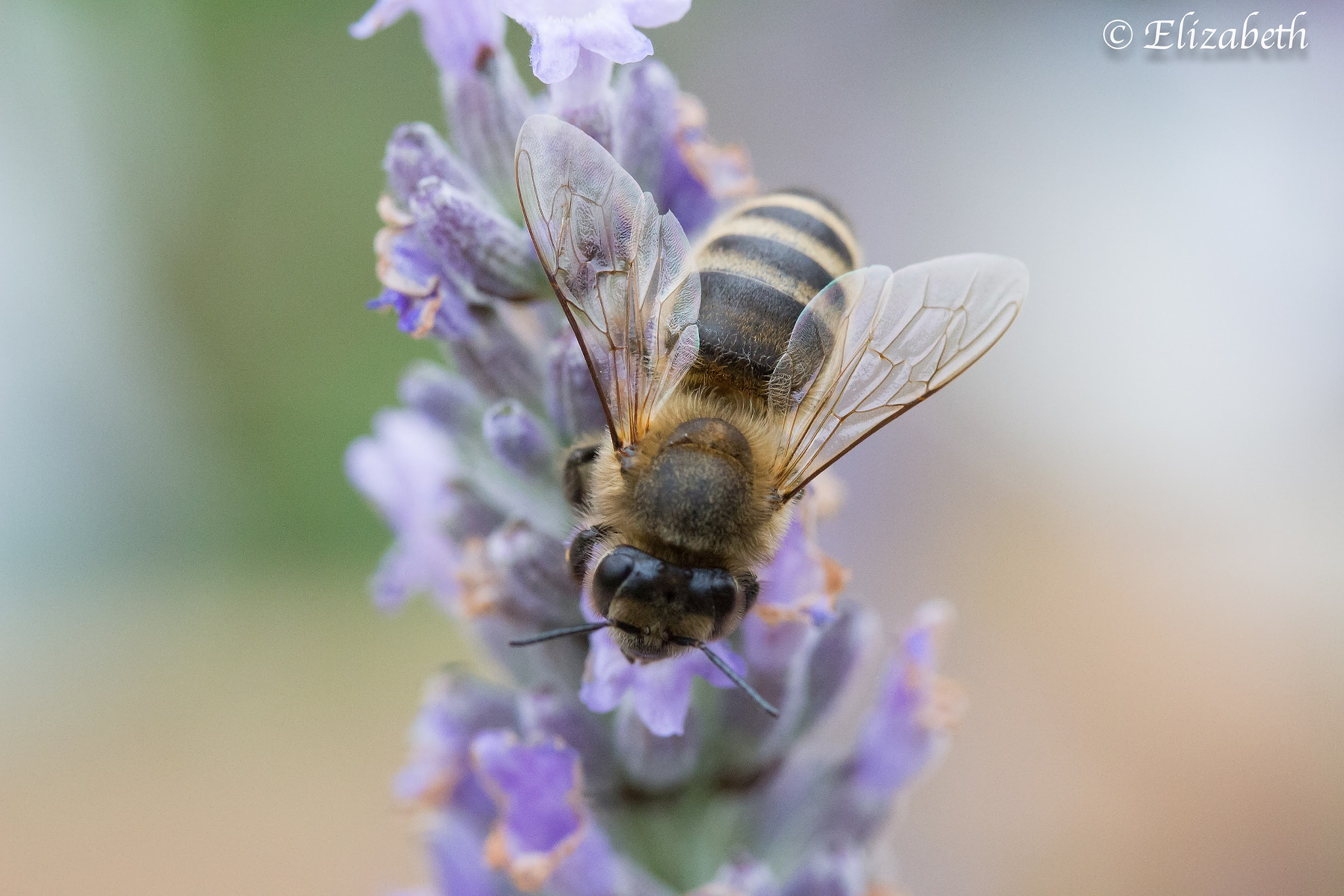 Canon EF-S 60mm F2.8 Macro USM sample photo. Pollinating the world  photography