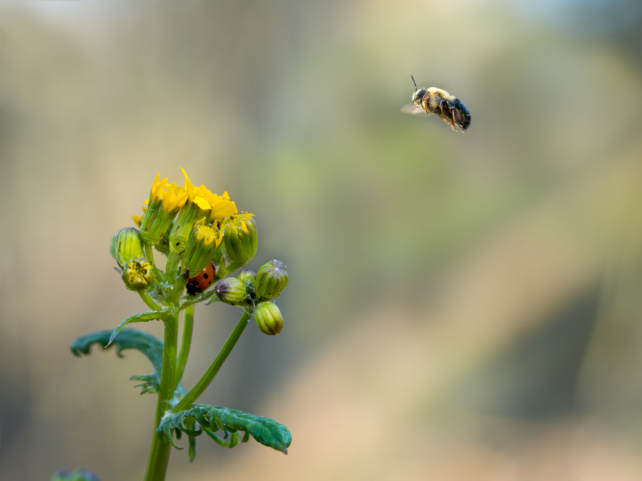 Sony a6300 sample photo. In flight photography