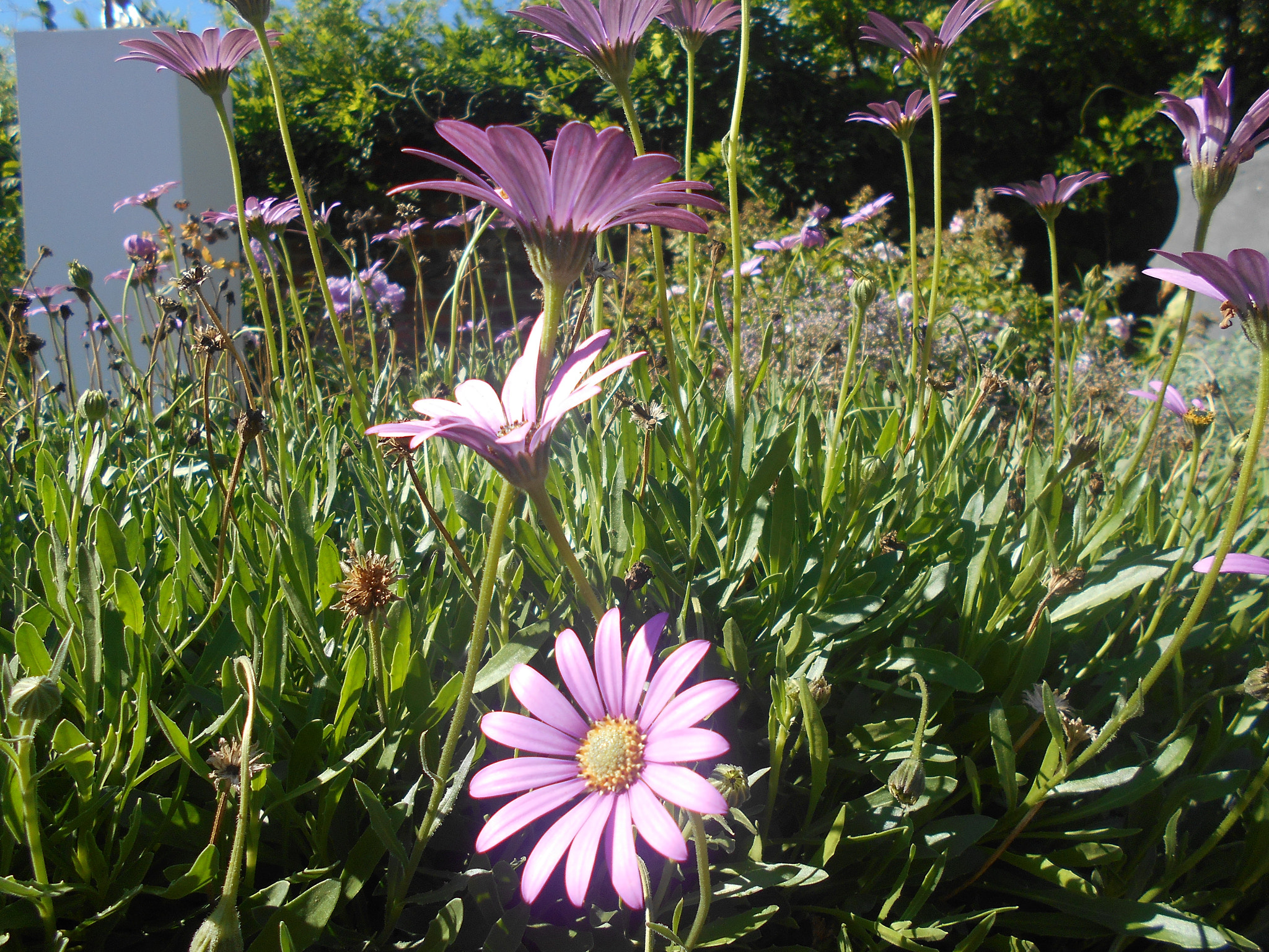 Nikon Coolpix S2900 sample photo. Group of pink flowers photography