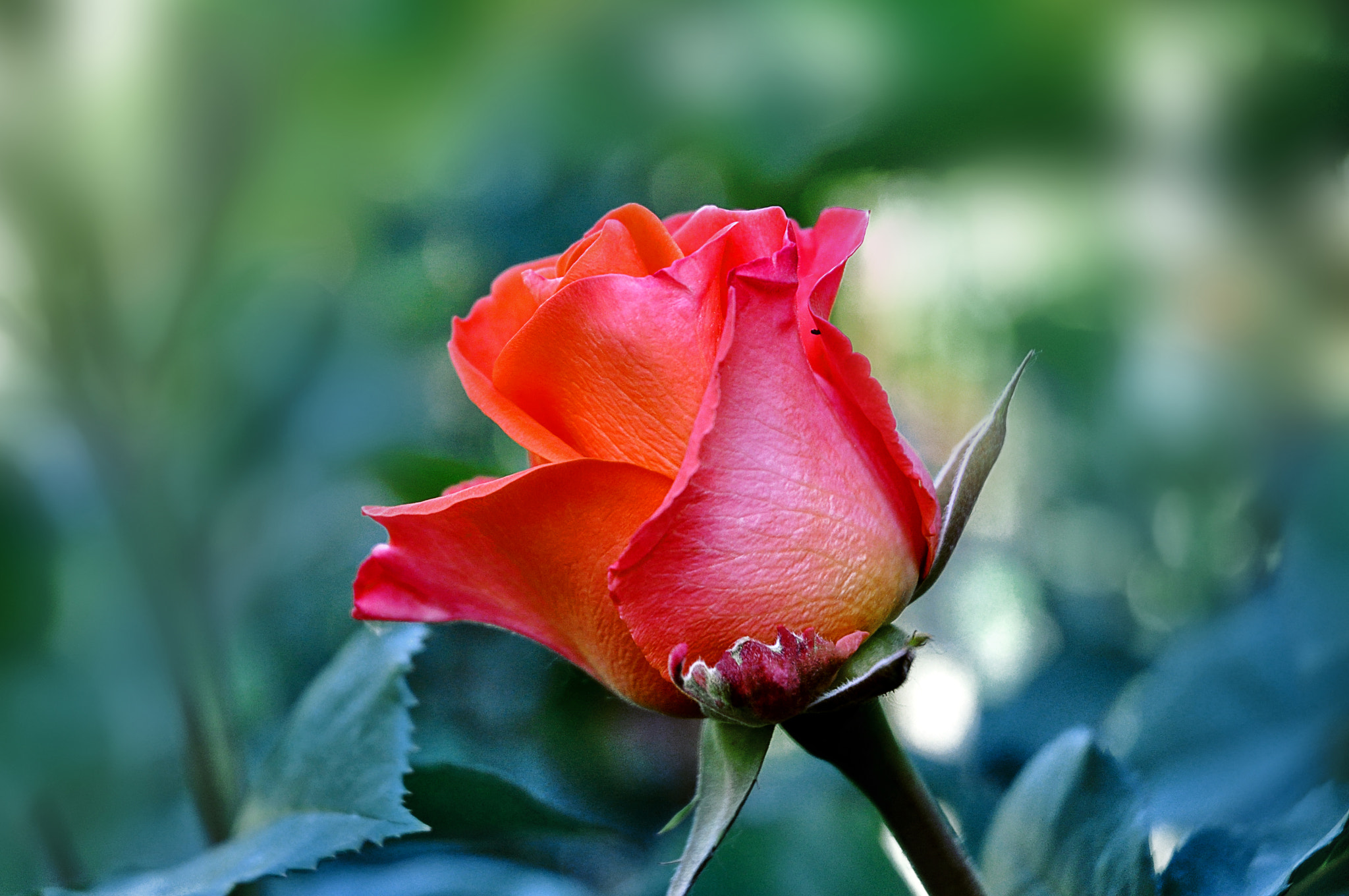 Nikon D90 sample photo. Красная роза photography