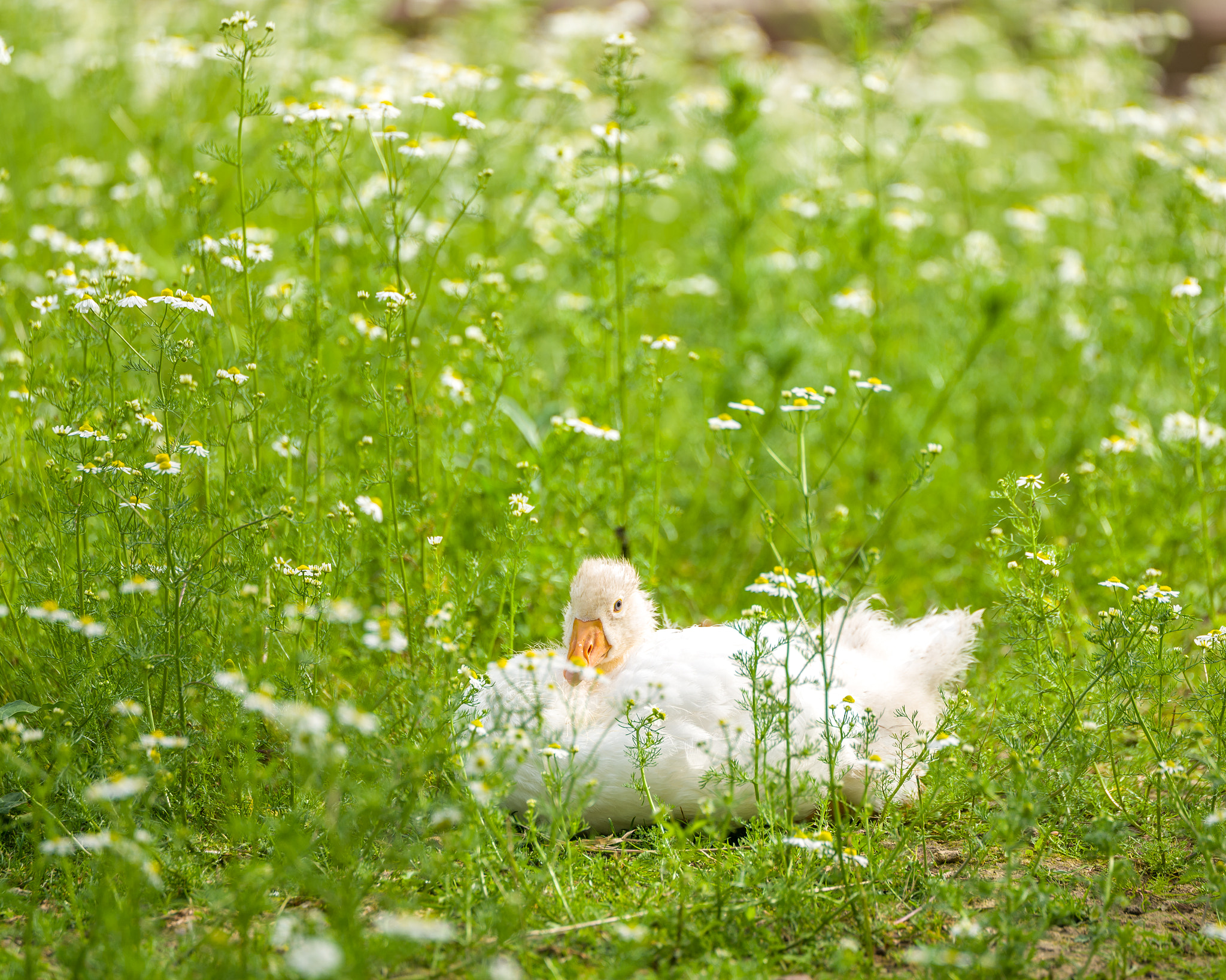Leica SL (Typ 601) sample photo. Domestic goose lying in a sea of chamomiles photography