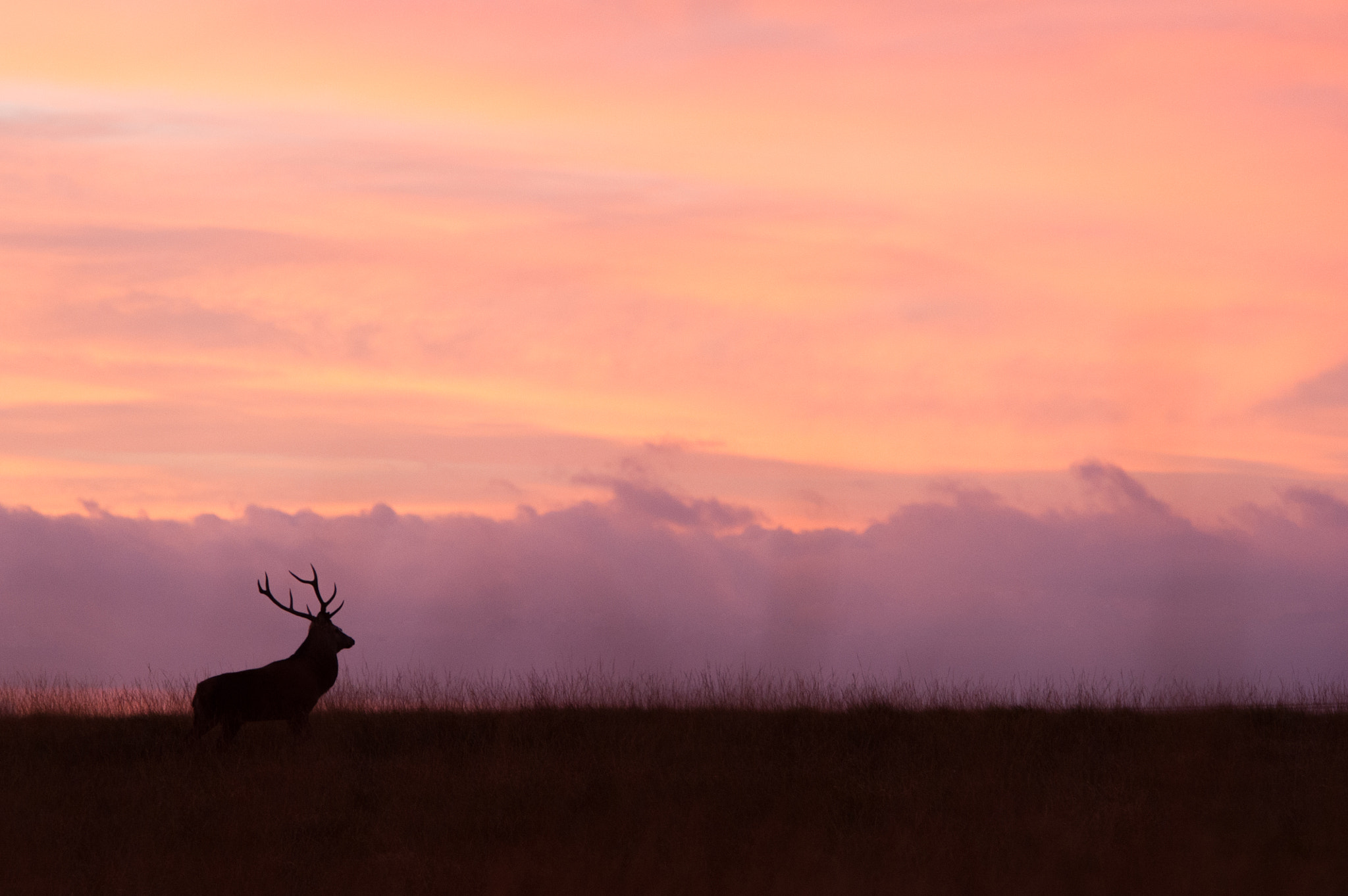 Nikon D3S + Nikon AF-S Nikkor 70-200mm F2.8G ED VR II sample photo. Red deer photography