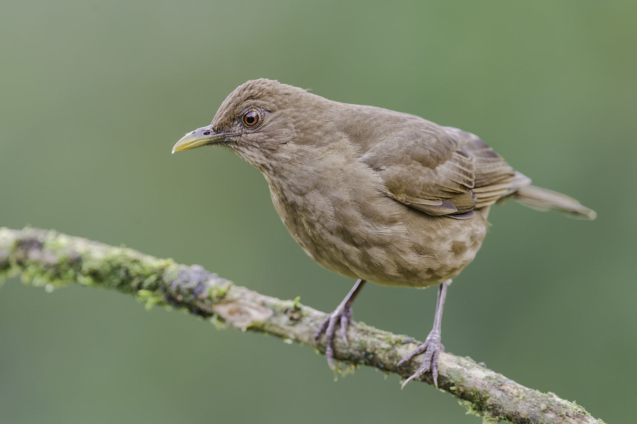 Nikon D4 + Nikon AF-S Nikkor 400mm F2.8G ED VR II sample photo. Clay coloured thrush... photography