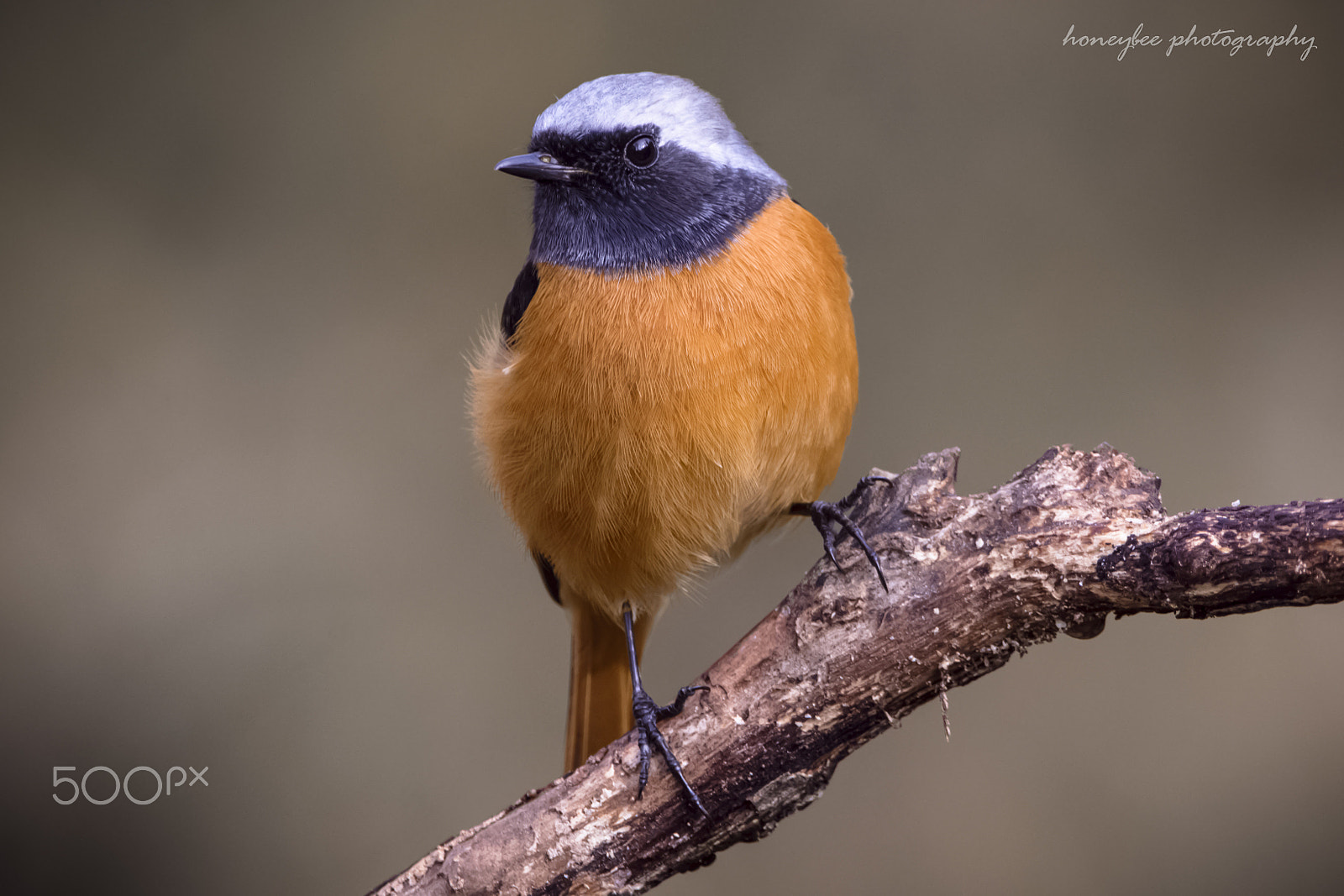 Sigma 150-600mm F5-6.3 DG OS HSM | C sample photo. Stand against photography