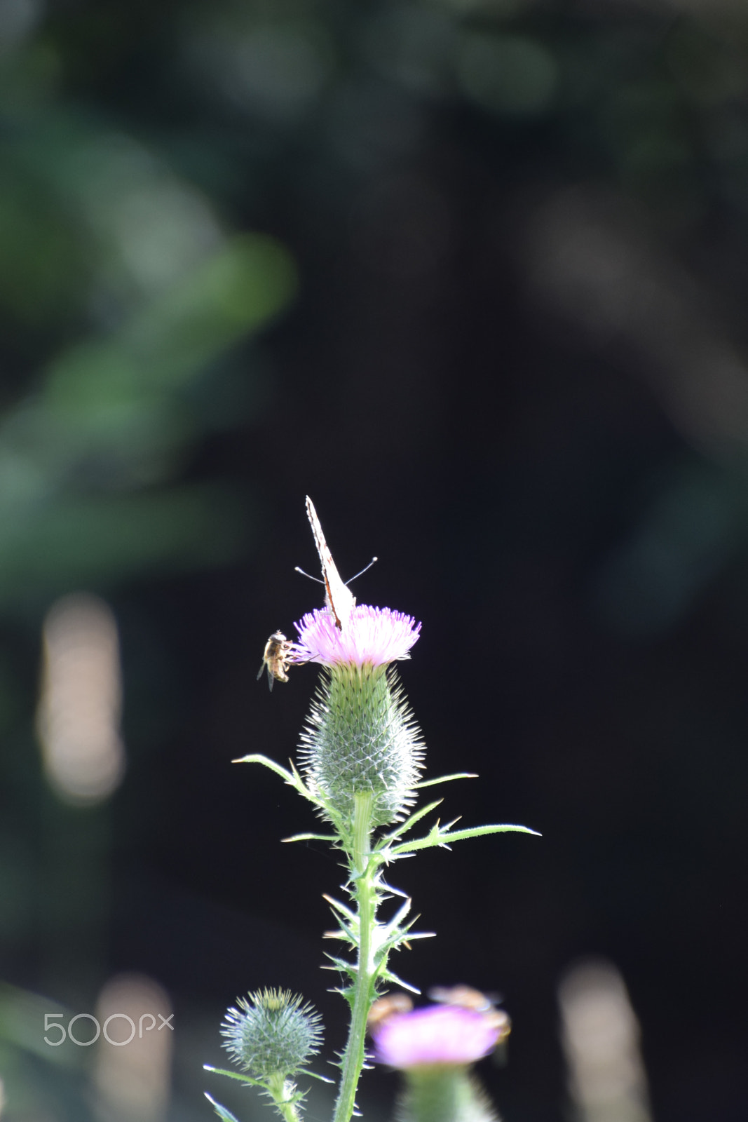 Nikon D5300 sample photo. Flower wih butterfly photography