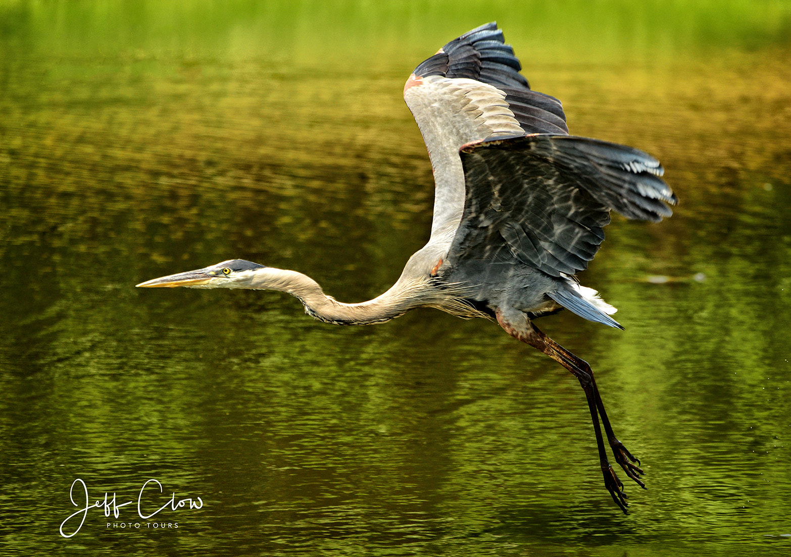 Nikon D800 sample photo. Graceful flight photography