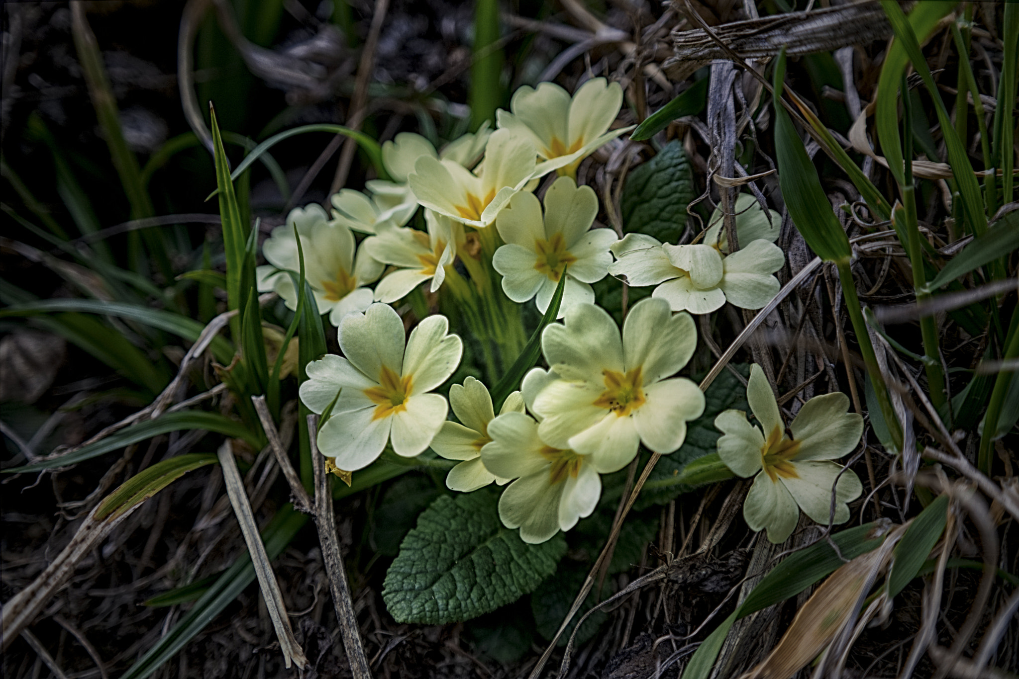 Samsung NX 18-55mm F3.5-5.6 OIS sample photo. Rebirth and awakening photography