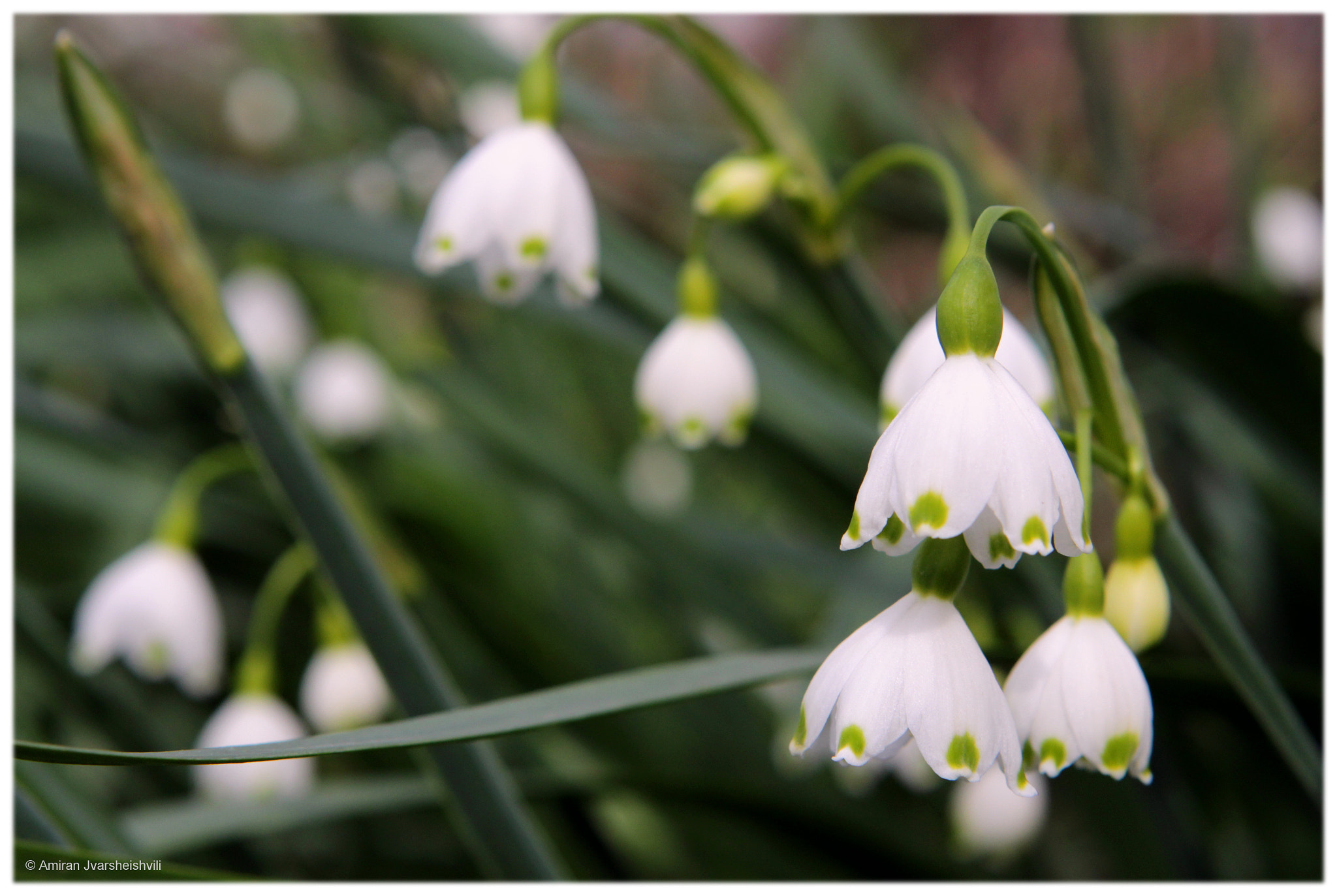 Canon EOS 700D (EOS Rebel T5i / EOS Kiss X7i) + Canon EF 24-70mm F2.8L USM sample photo. Starling photography