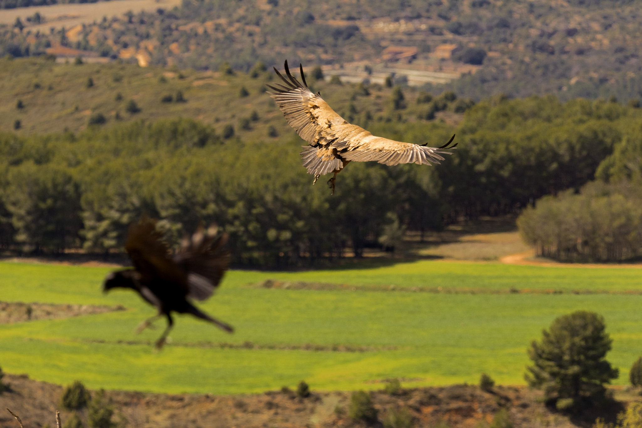 Tamron SP 150-600mm F5-6.3 Di VC USD sample photo. El vuelo photography