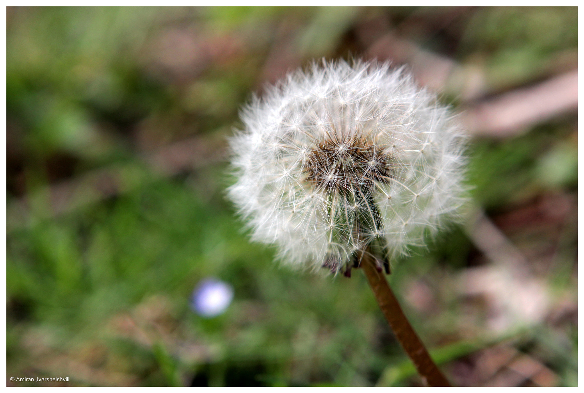Canon EOS 700D (EOS Rebel T5i / EOS Kiss X7i) + Canon EF 24-70mm F2.8L USM sample photo. Taraxacum photography