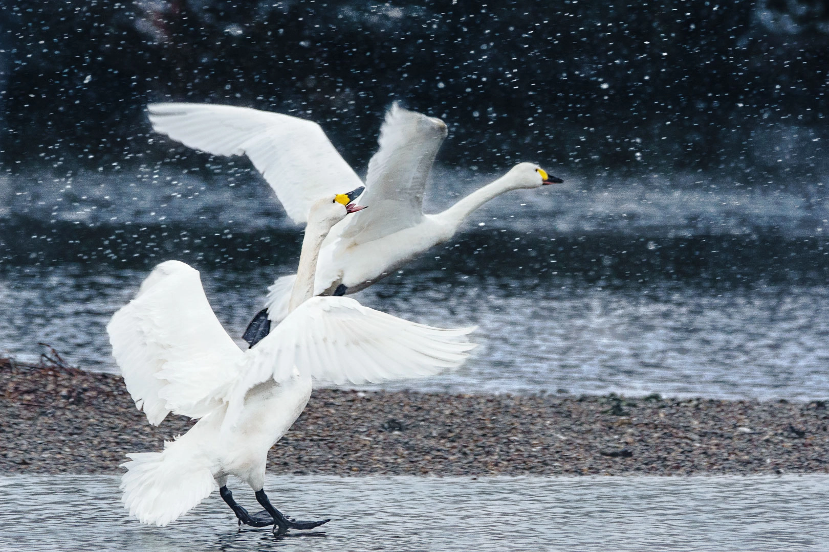 Sony 70-400mm F4-5.6 G SSM II sample photo. 白鳥 photography