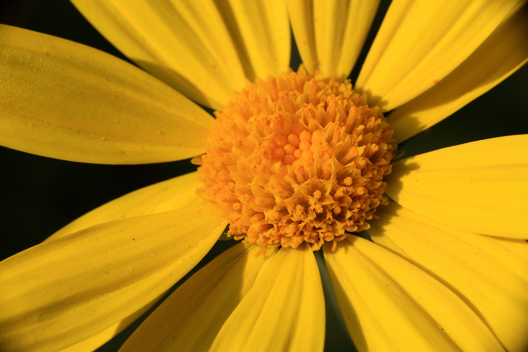 Canon EOS-1Ds Mark III sample photo. Flower photography