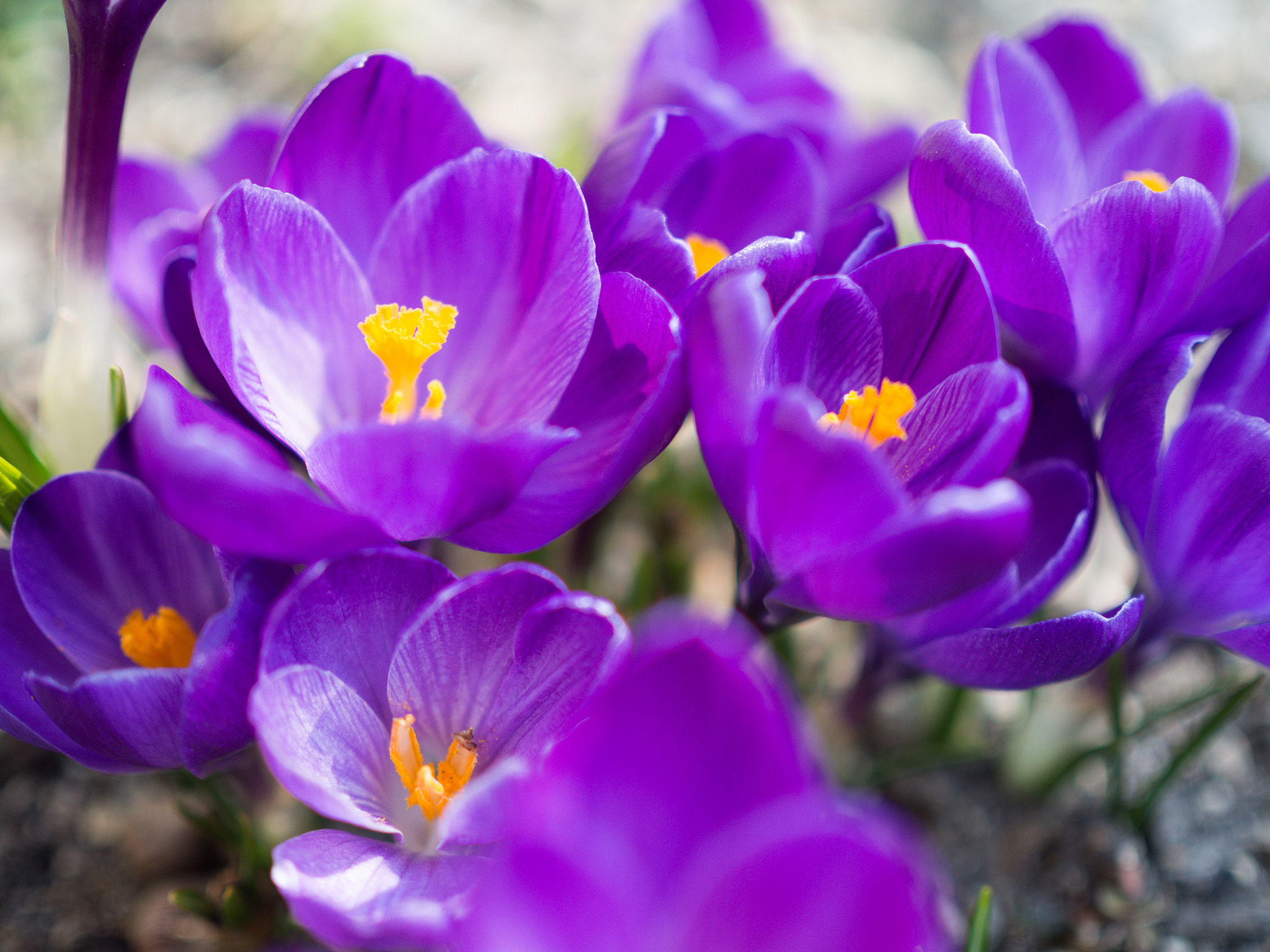Olympus OM-D E-M10 II + Olympus M.Zuiko Digital 25mm F1.8 sample photo. 春の始まり | the beginning of spring photography
