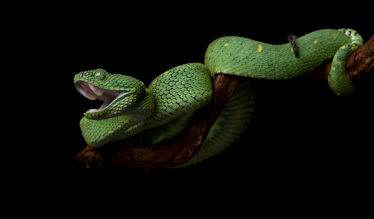 Nikon D5 sample photo. Atheris chlorechis photography