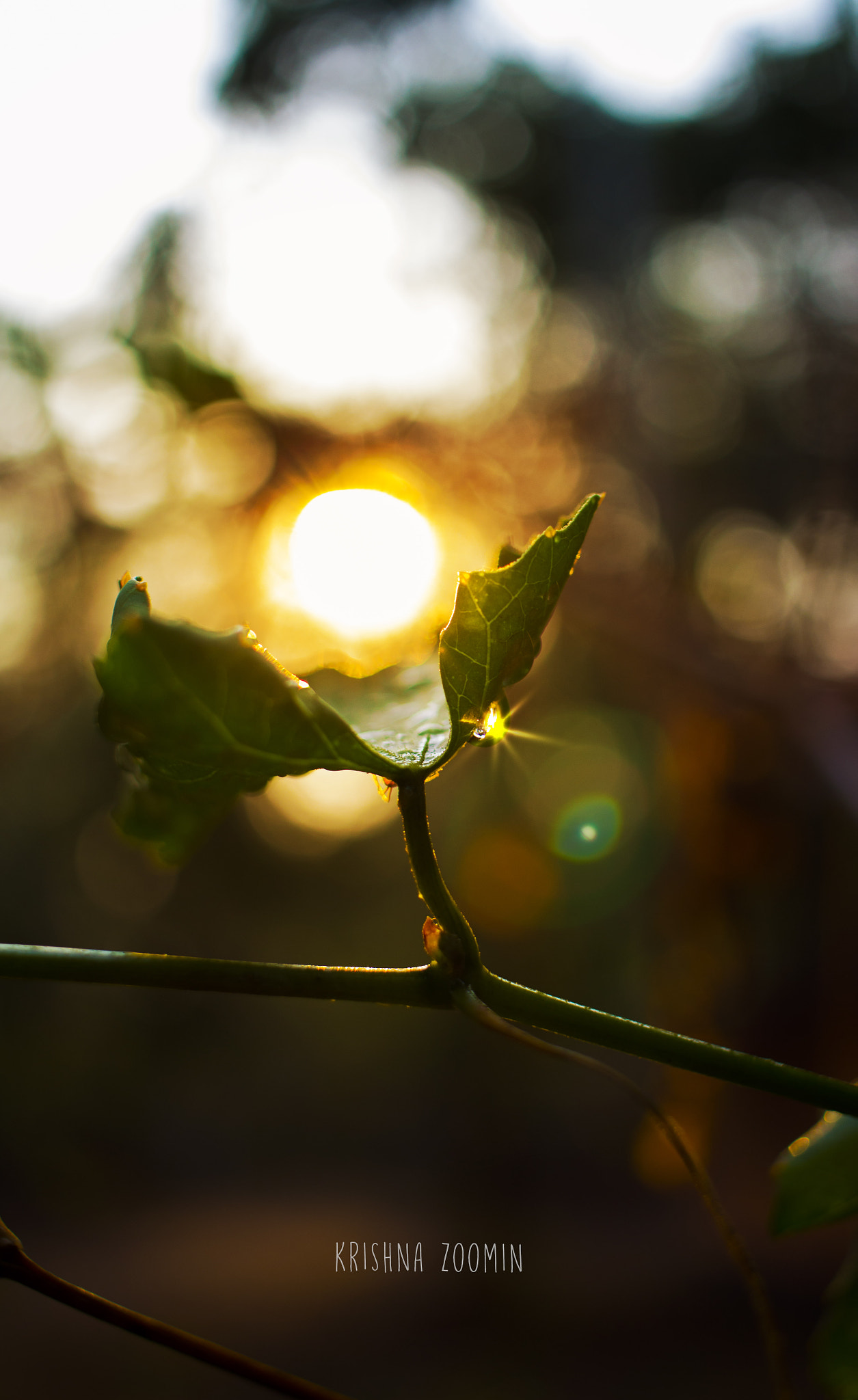Canon EF-S 24mm F2.8 STM sample photo. #lights photography
