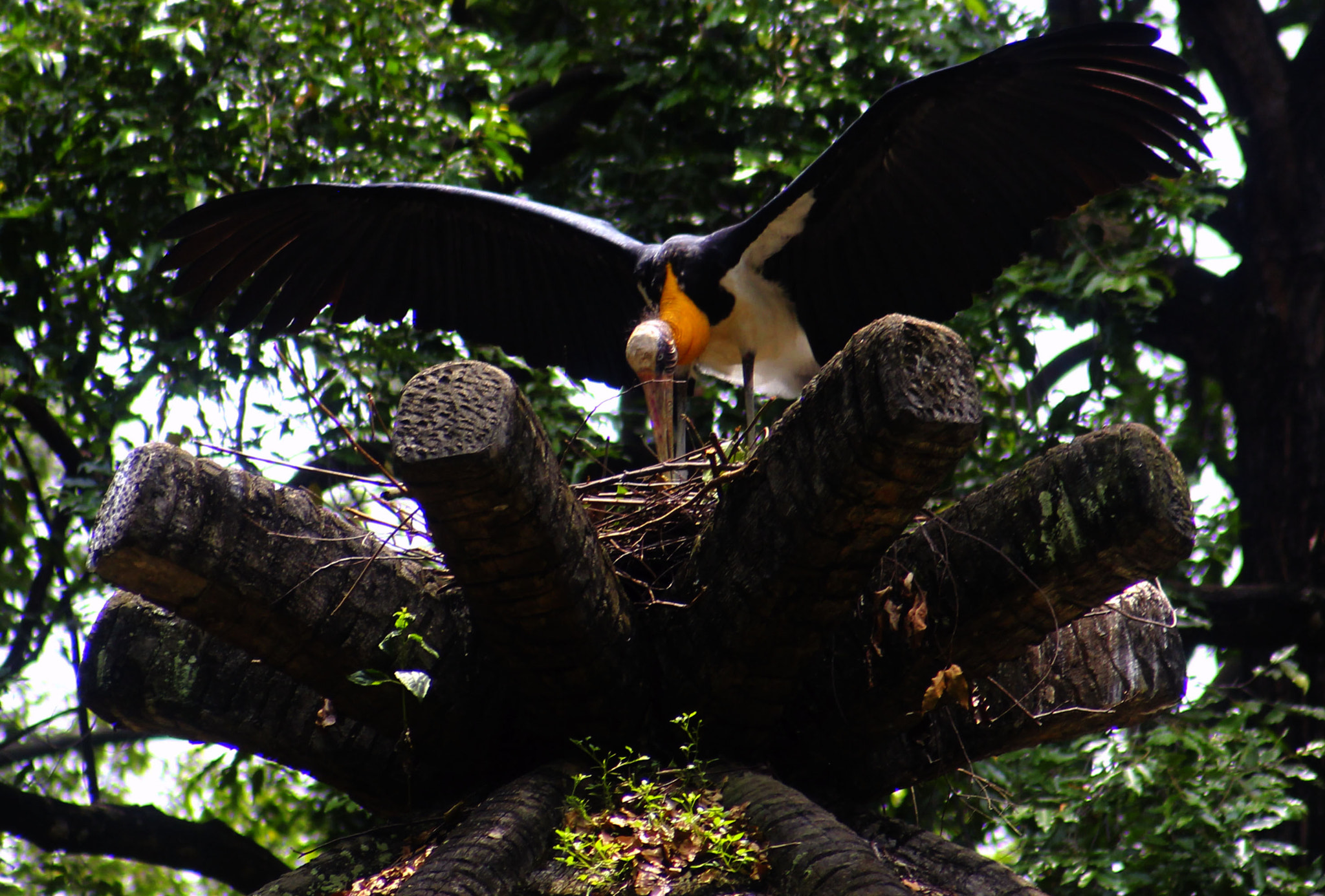 Canon EF 55-200mm F4.5-5.6 II USM sample photo. Bird photography