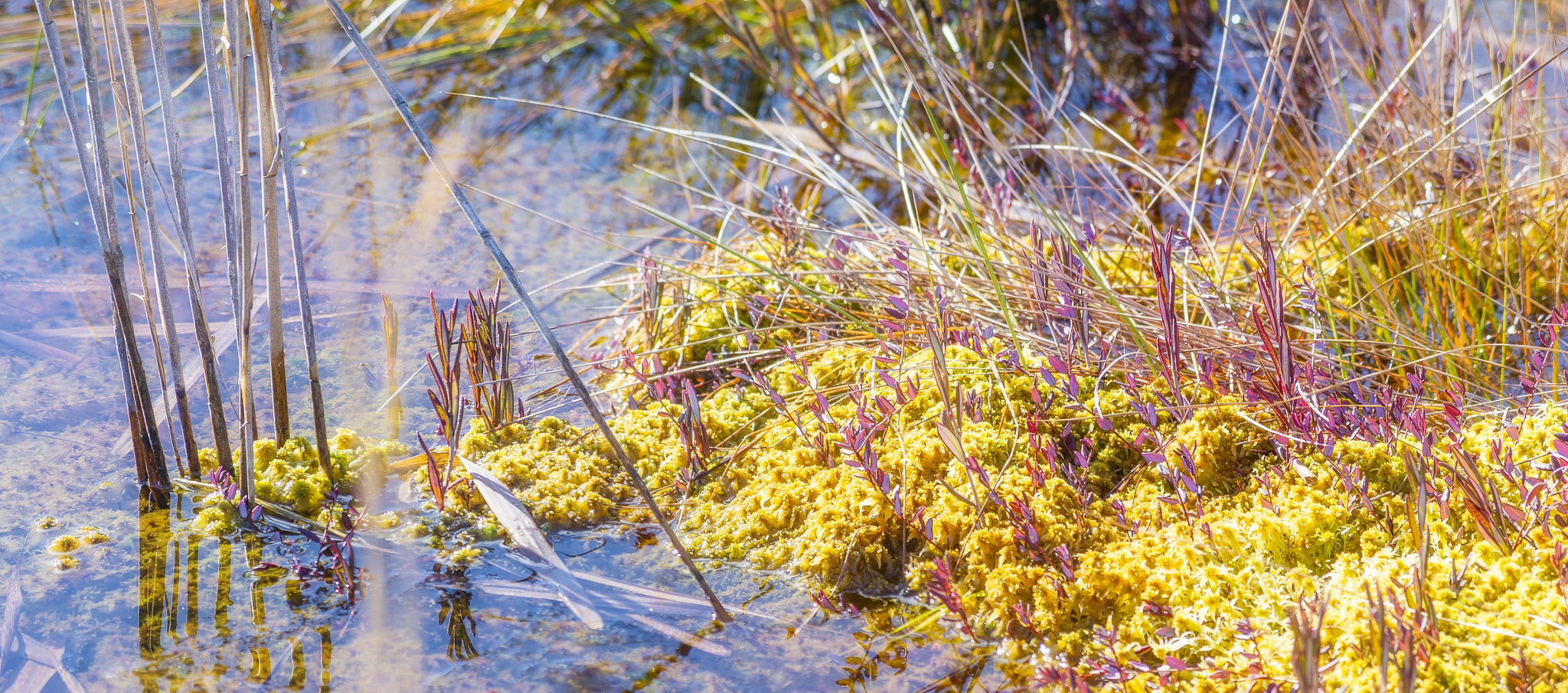 Pentax K-30 sample photo. Bog flora photography