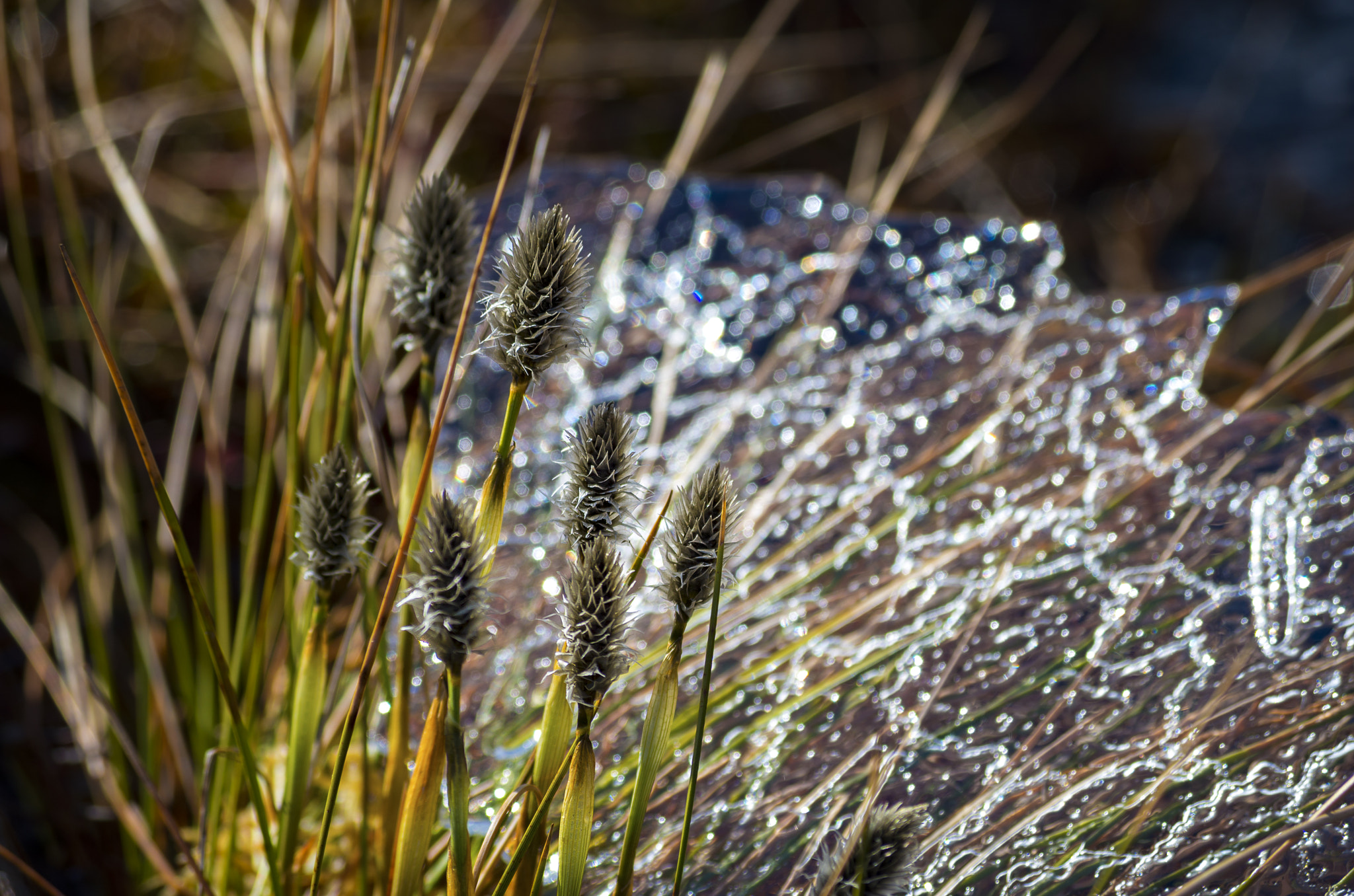 Pentax smc DA 50-200mm F4-5.6 ED sample photo. Old cotton grass photography