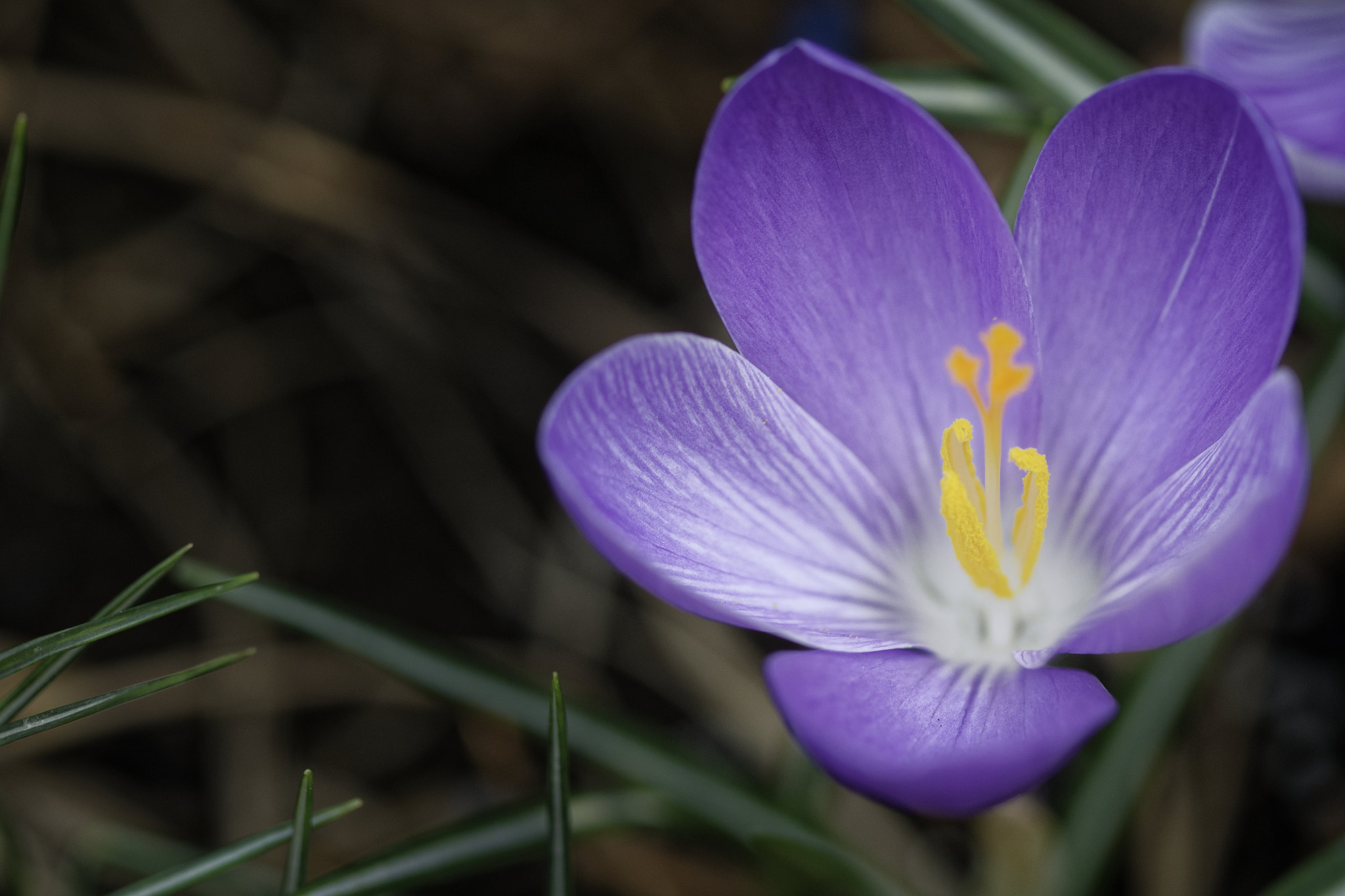 Panasonic DMC-G8 sample photo. Murasaki photography
