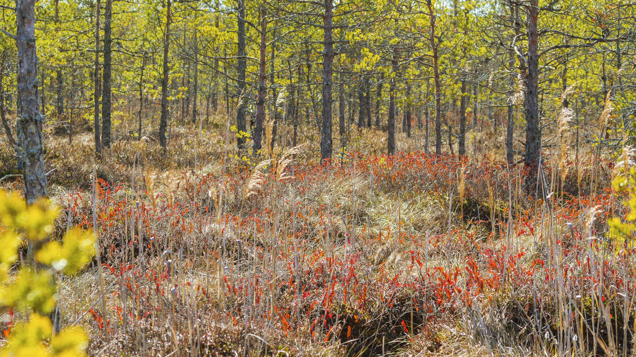 Pentax smc DA 50-200mm F4-5.6 ED sample photo. Bog forest with red leaved plants photography