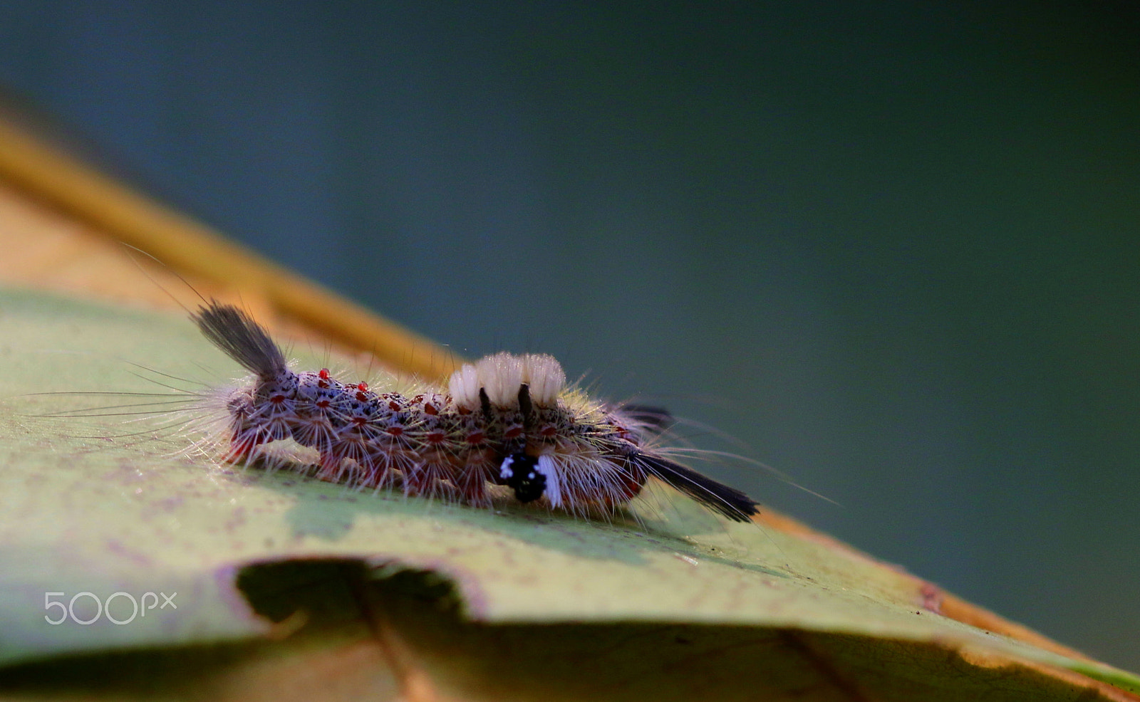 Canon EF 100mm F2.8 Macro USM sample photo. Butterfly to be.... photography