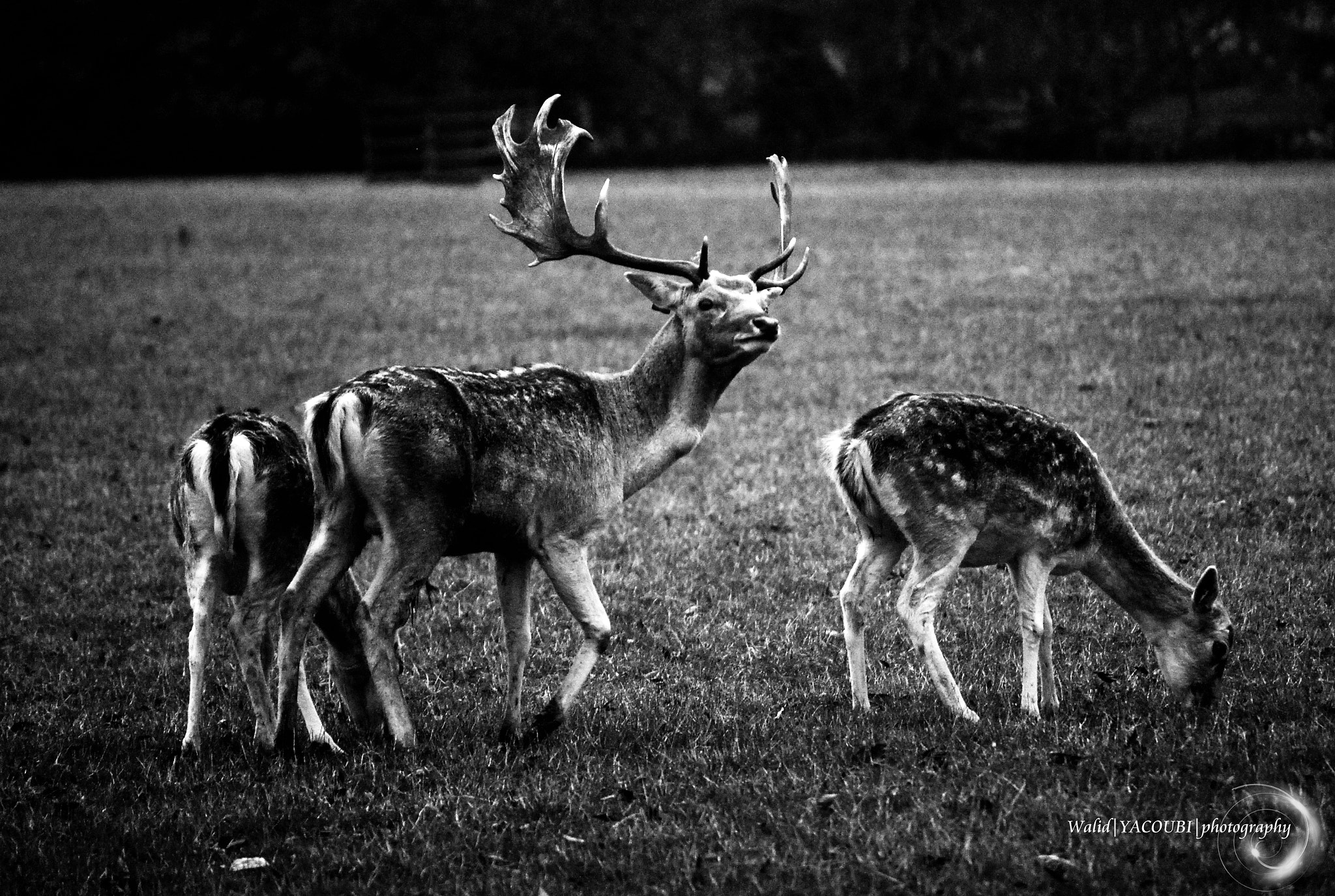 Nikon D40X sample photo. Wild life photography