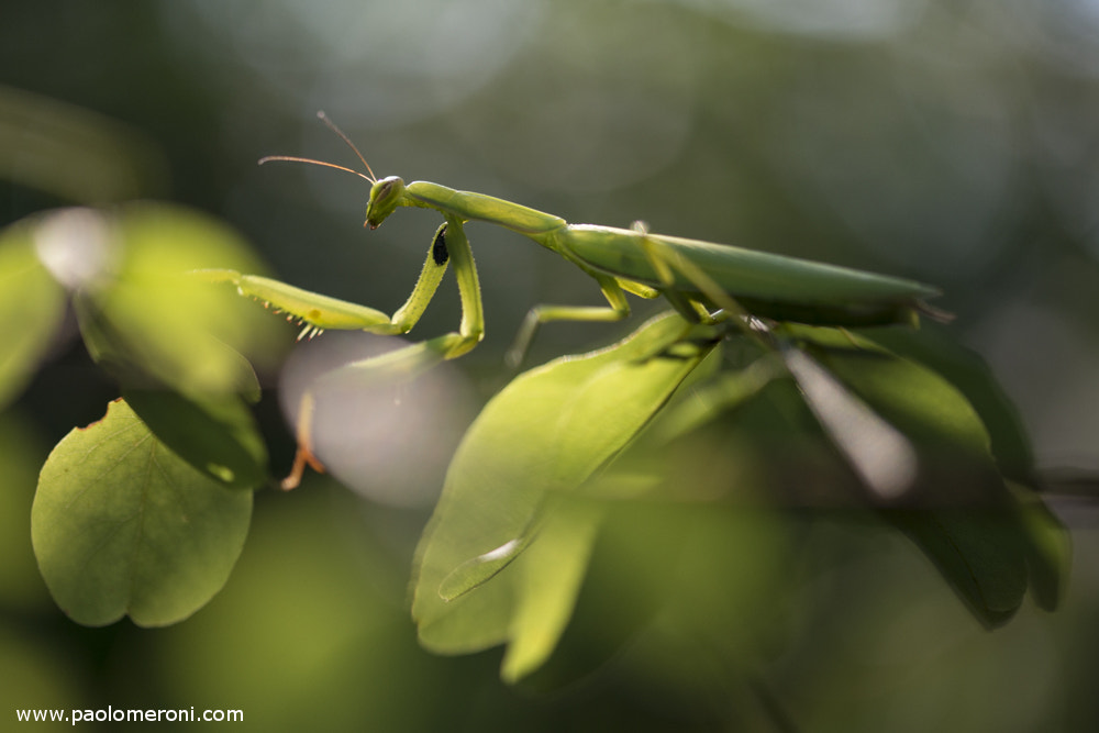 Sigma 105mm F2.8 EX DG OS HSM sample photo. Mantis religiosa - www.paolomeroni.com photography