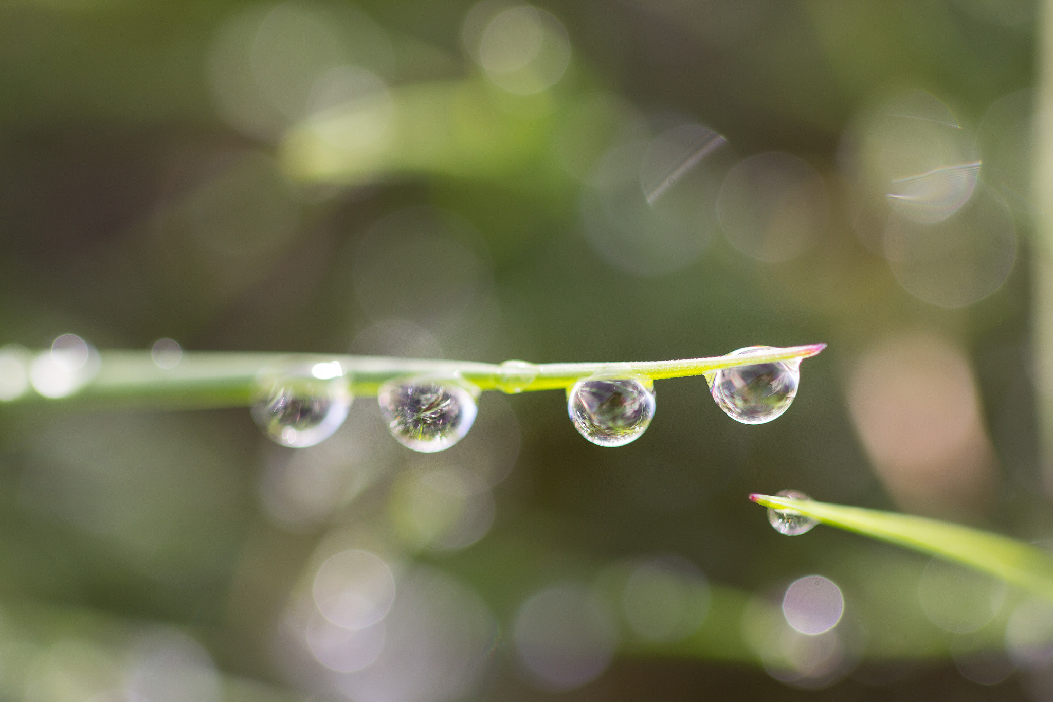 Canon EF 100mm F2.8 Macro USM sample photo. Drops photography