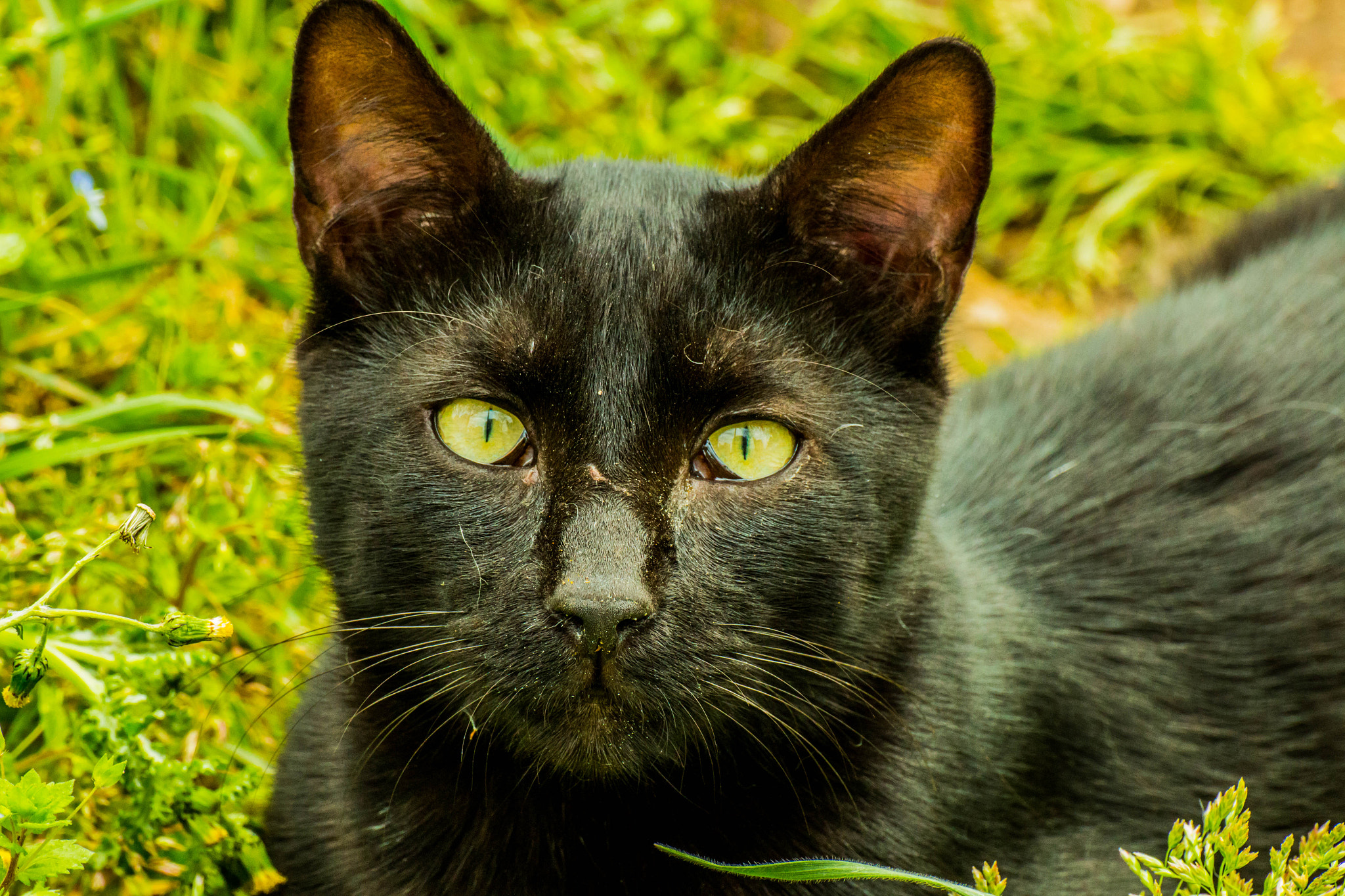 Canon EOS 70D + Tamron SP 35mm F1.8 Di VC USD sample photo. Black cat from istanbul photography