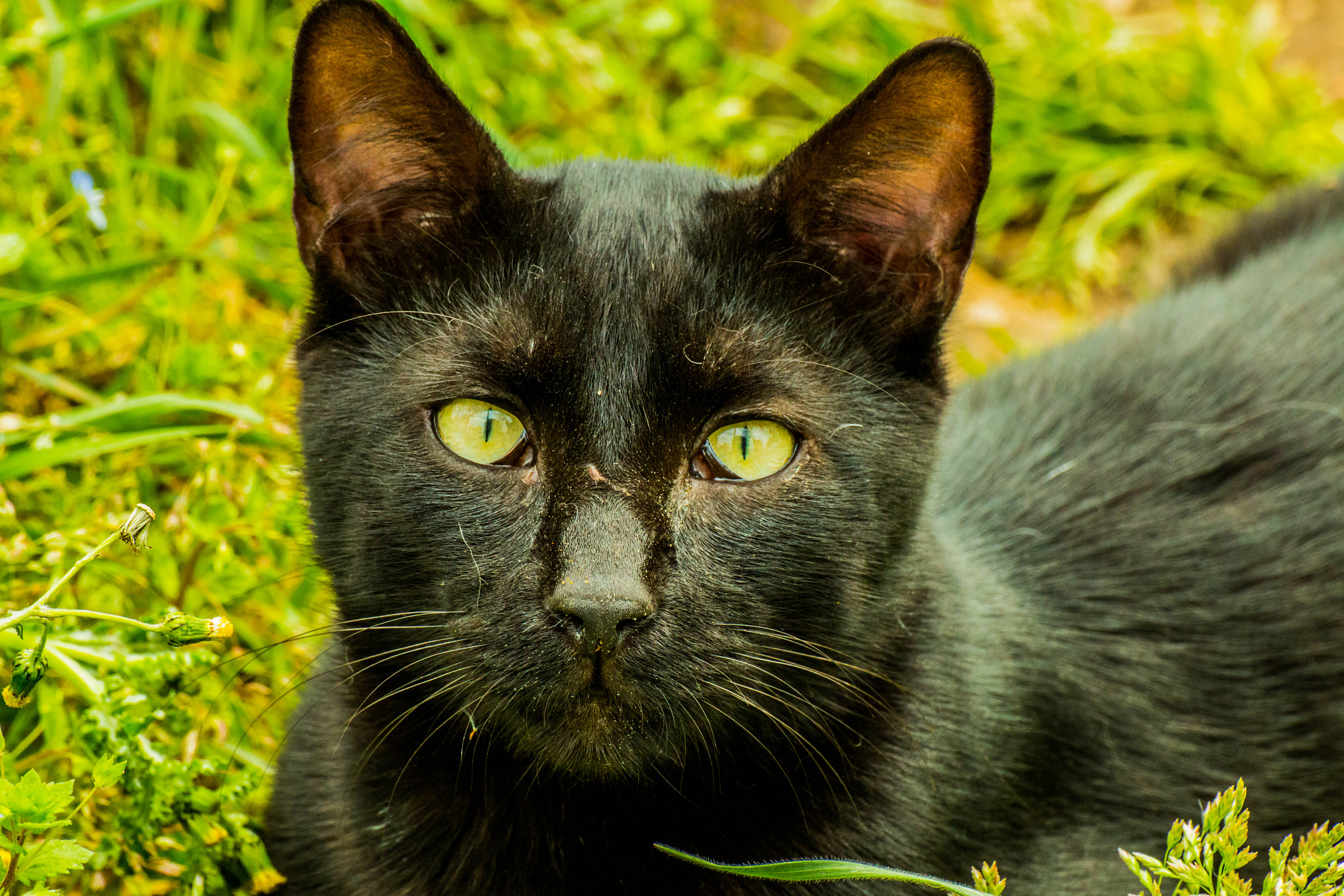Tamron SP 35mm F1.8 Di VC USD sample photo. Black cat from istanbul photography