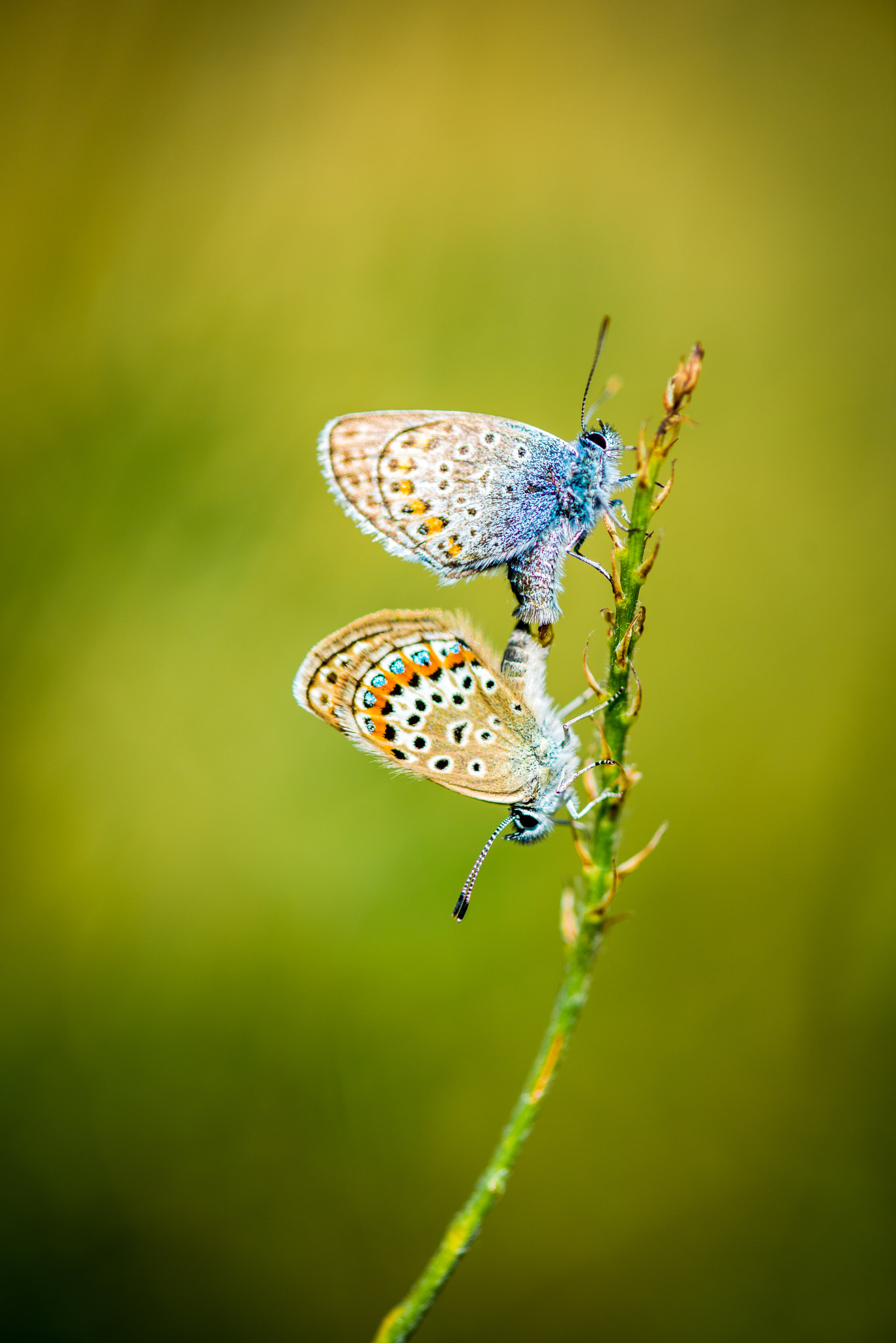 Nikon AF-S Micro-Nikkor 105mm F2.8G IF-ED VR sample photo. Argus love photography