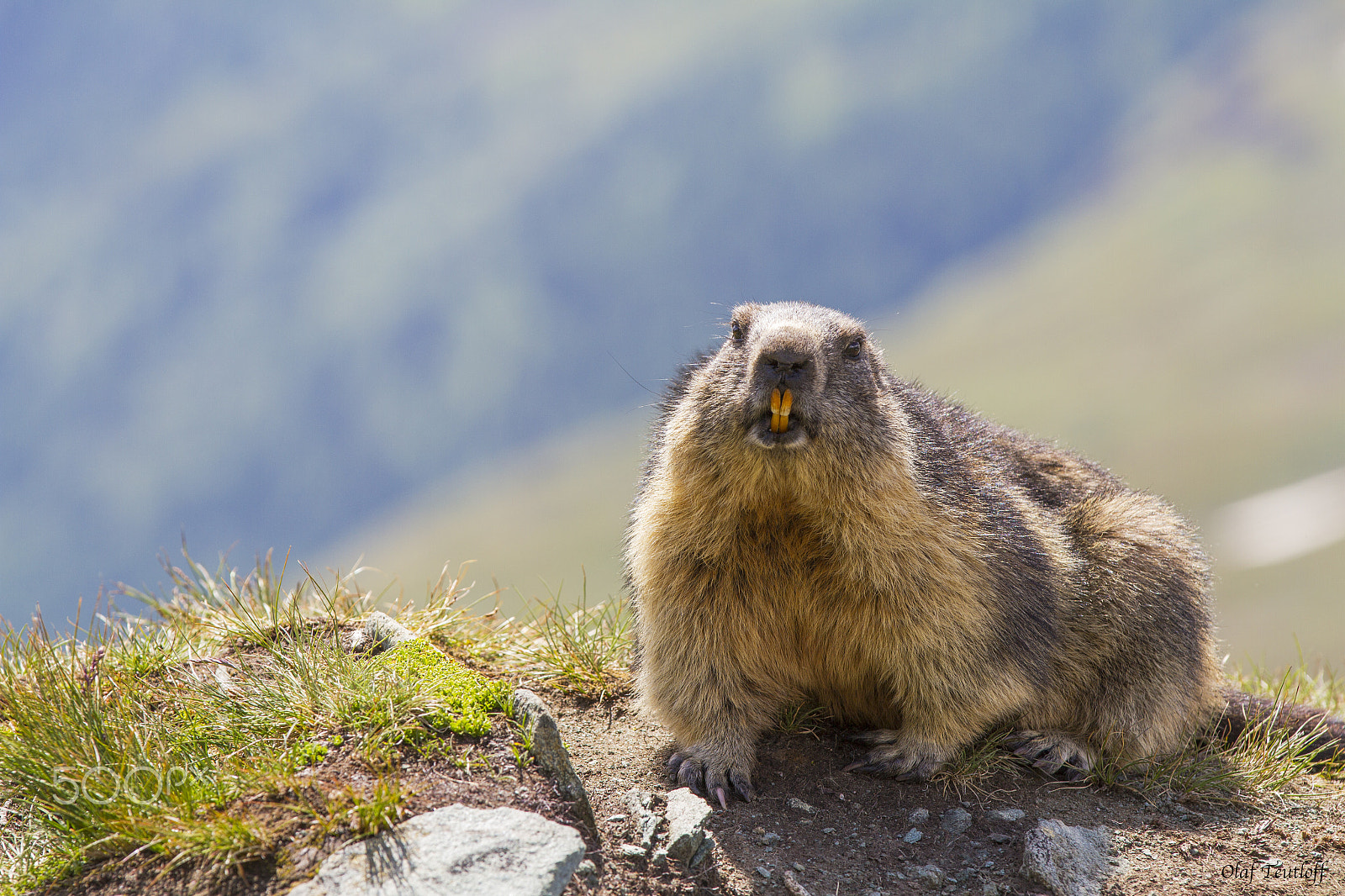 Canon EOS 7D sample photo. Marmot, adult animals photography