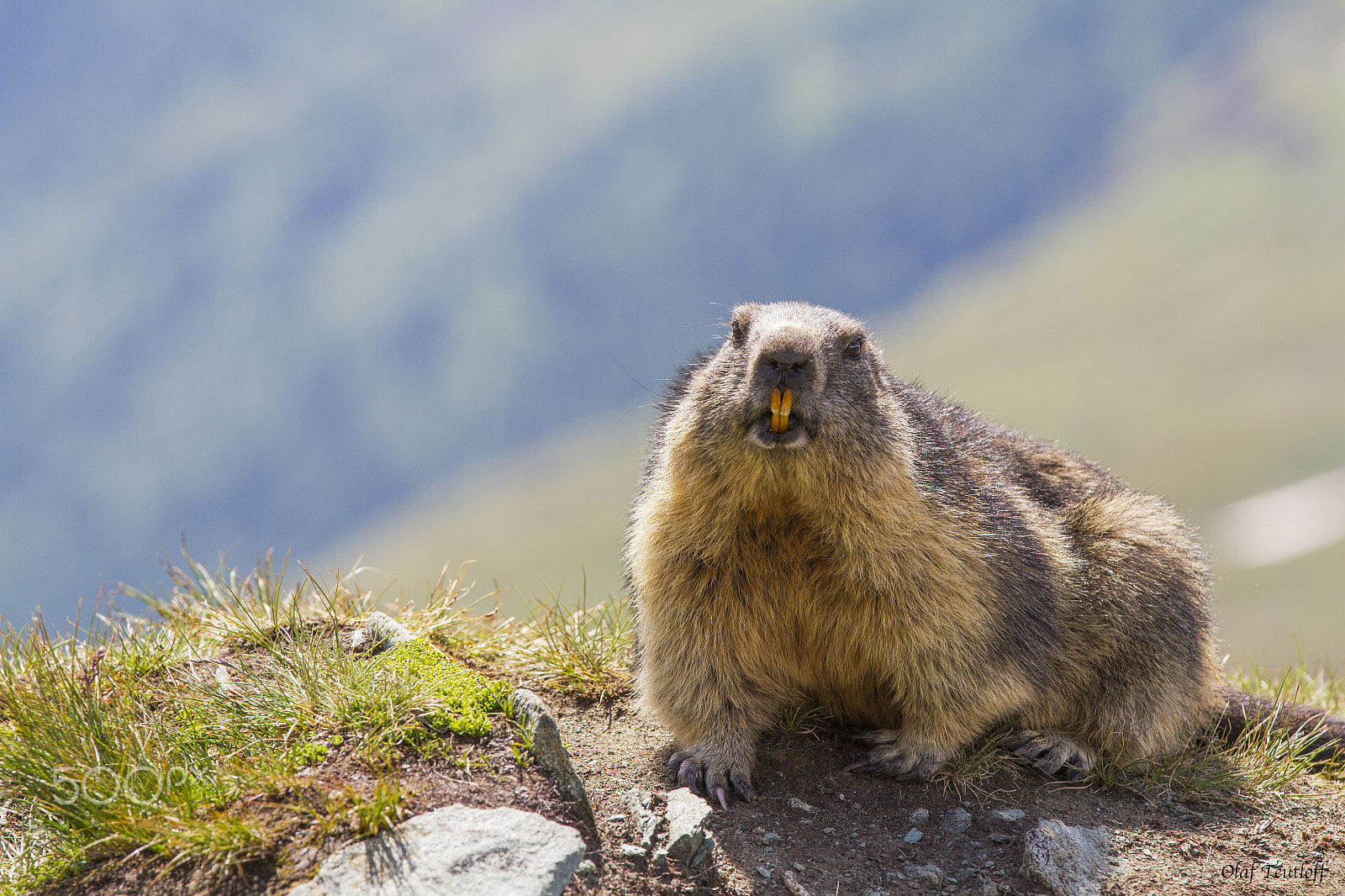 Canon EF 70-200mm F2.8L IS II USM sample photo. Marmot, adult animals photography