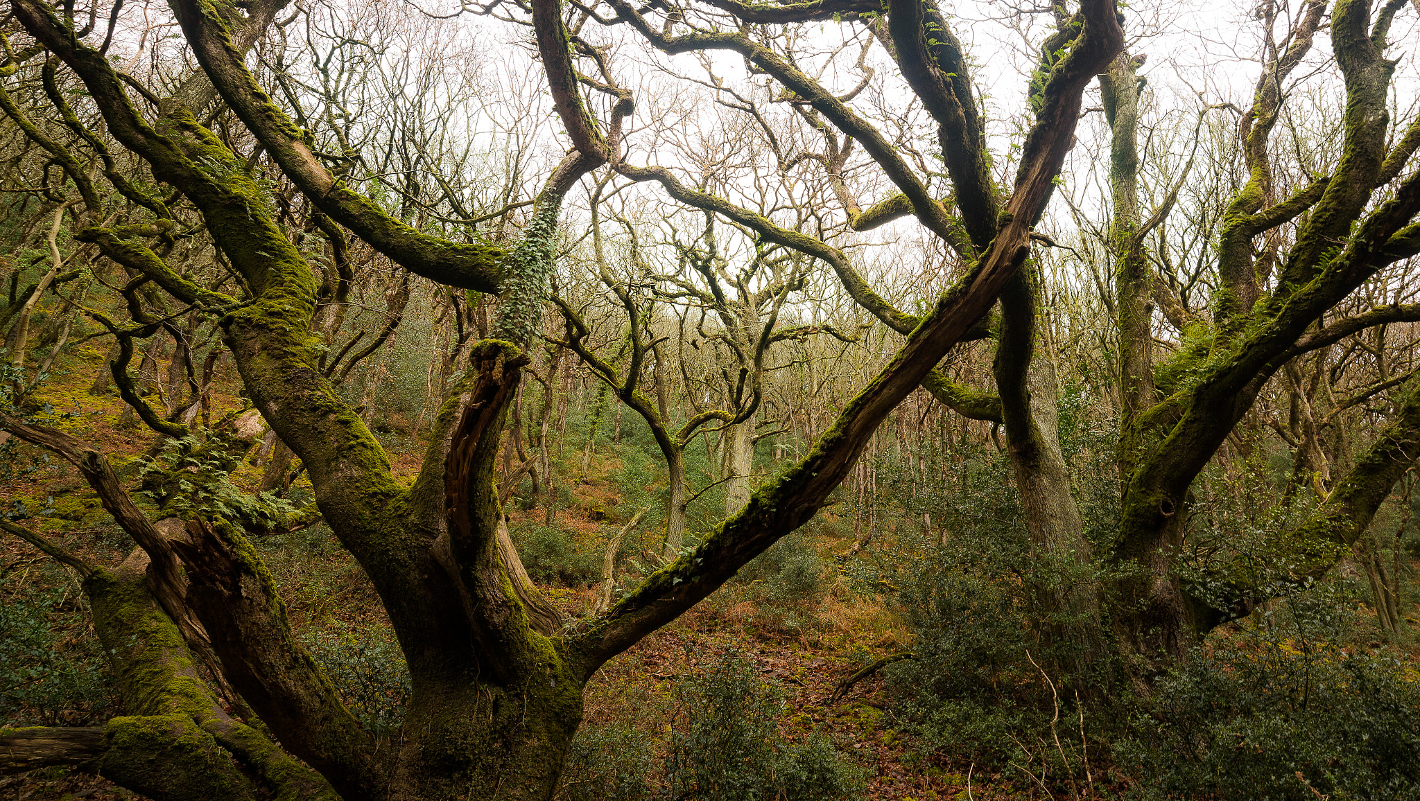 Nikon D750 + Nikon AF-S Nikkor 18-35mm F3.5-4.5G ED sample photo. Branches photography