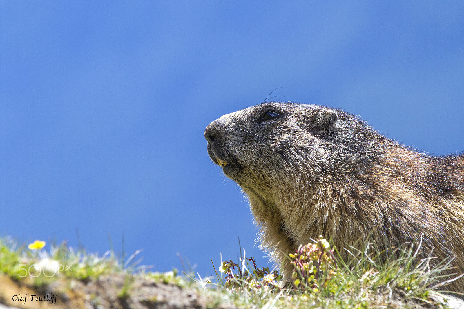 Canon EF 70-200mm F2.8L IS II USM sample photo. Marmot, adult animals photography