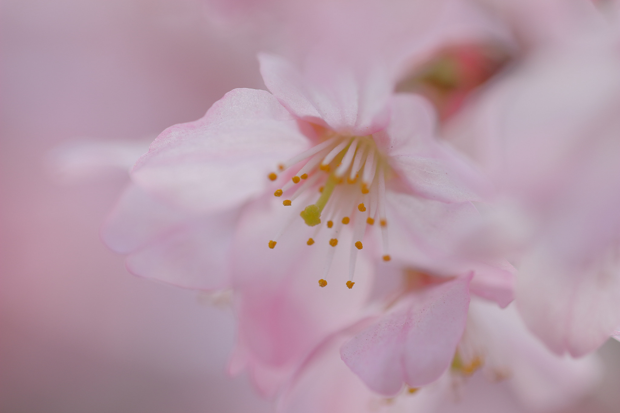 Canon EF 100mm F2.8L Macro IS USM sample photo