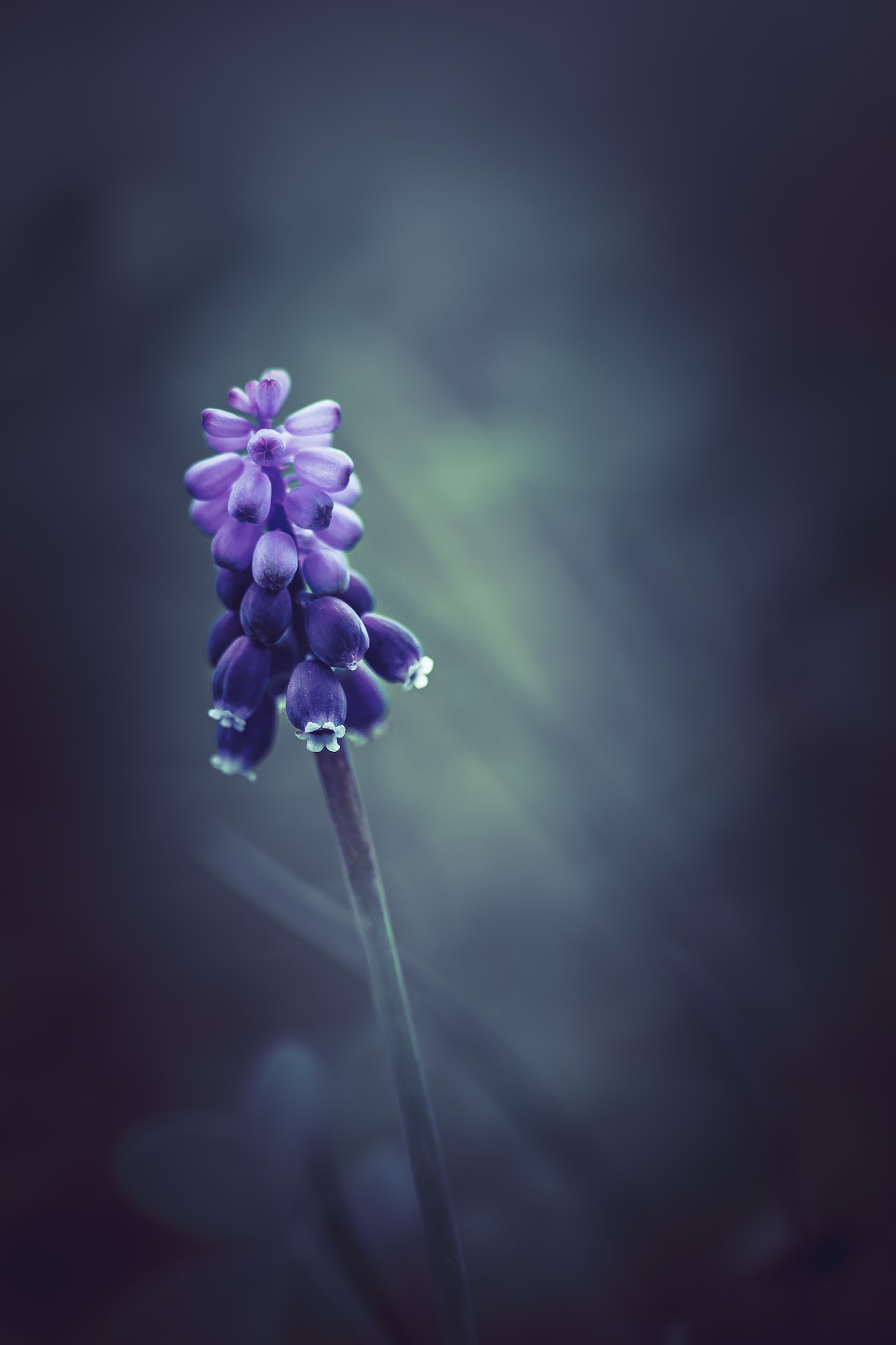 Canon EF-S 60mm F2.8 Macro USM sample photo. *** photography