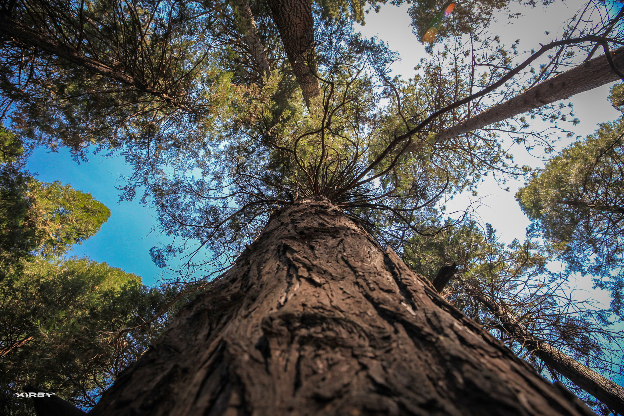 Canon EF 24-70mm F4L IS USM sample photo. Endless tree trunk photography