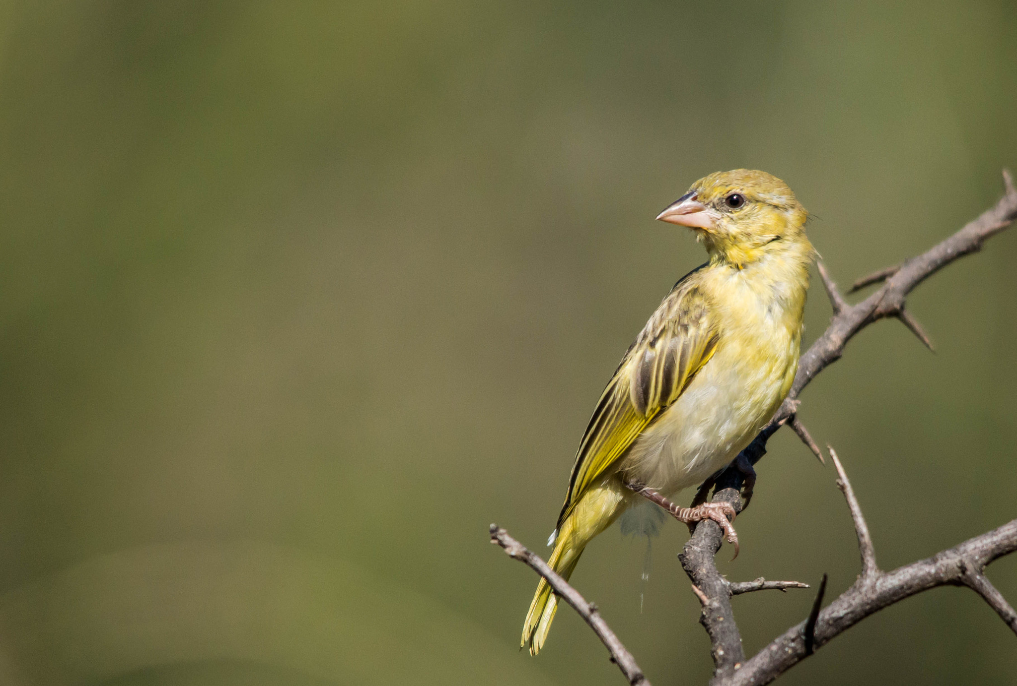 Nikon D3200 + Sigma 150-500mm F5-6.3 DG OS HSM sample photo. Lesser masked female photography