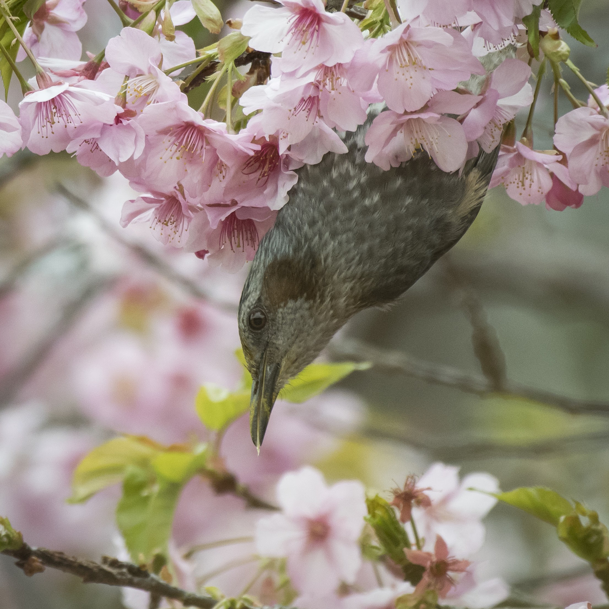 Nikon AF-S Nikkor 200-500mm F5.6E ED VR sample photo. 『ヒヨドリと桜』 photography