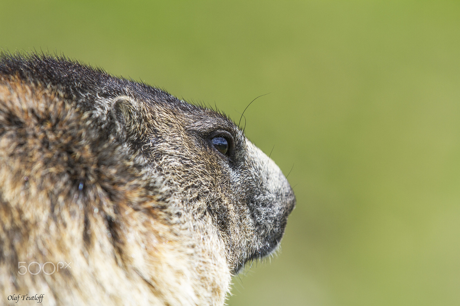 Canon EF 70-200mm F2.8L IS II USM sample photo. Marmot, adult animals photography